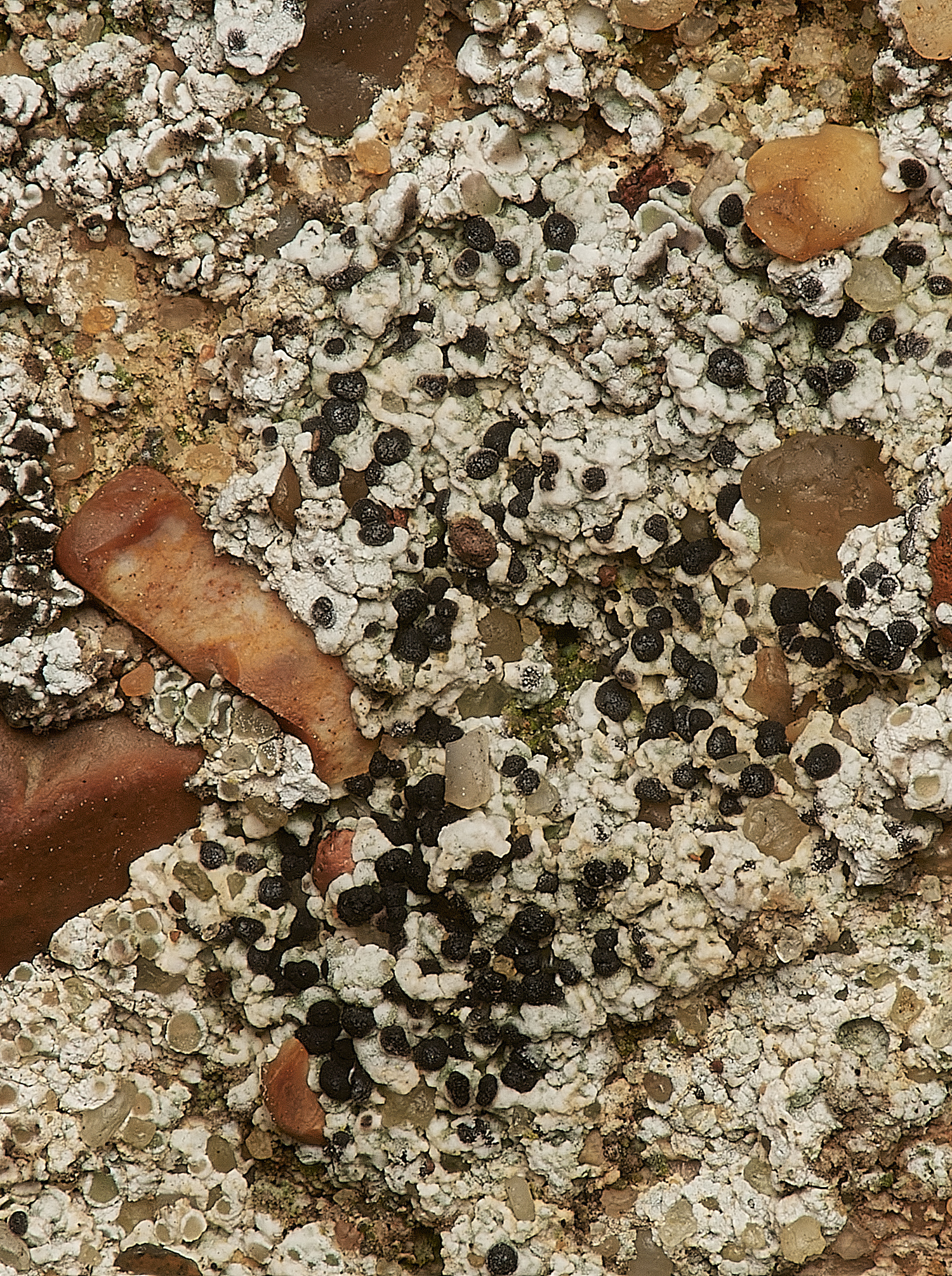 BeestonRegisChurchLichen4030324-2