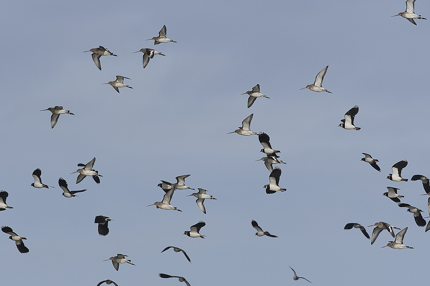 CleyLapwingBTG270124-1-NEF_DxO_DeepPRIMEXD