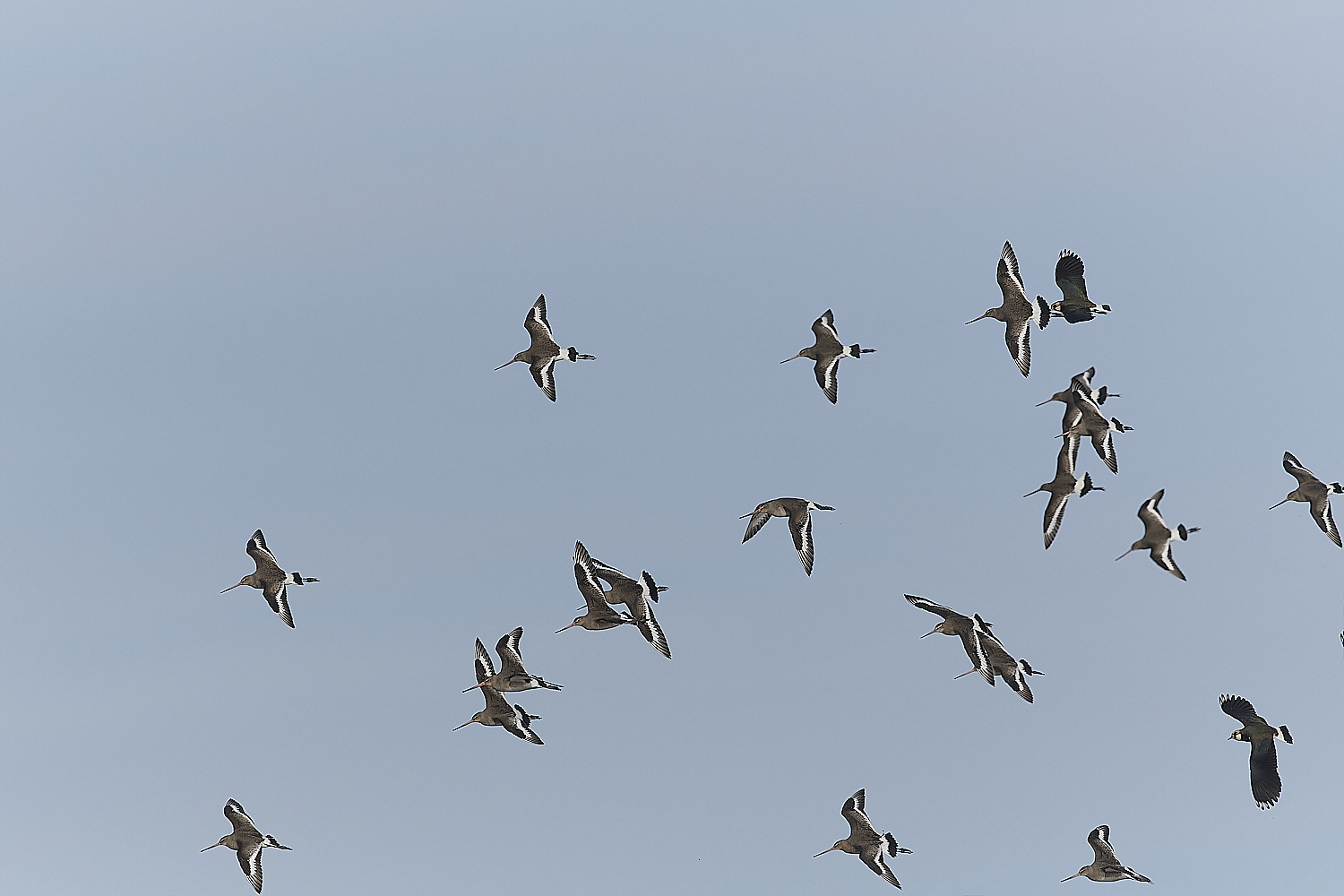 CleyLapwingBTG270124-2-NEF_DxO_DeepPRIMEXD