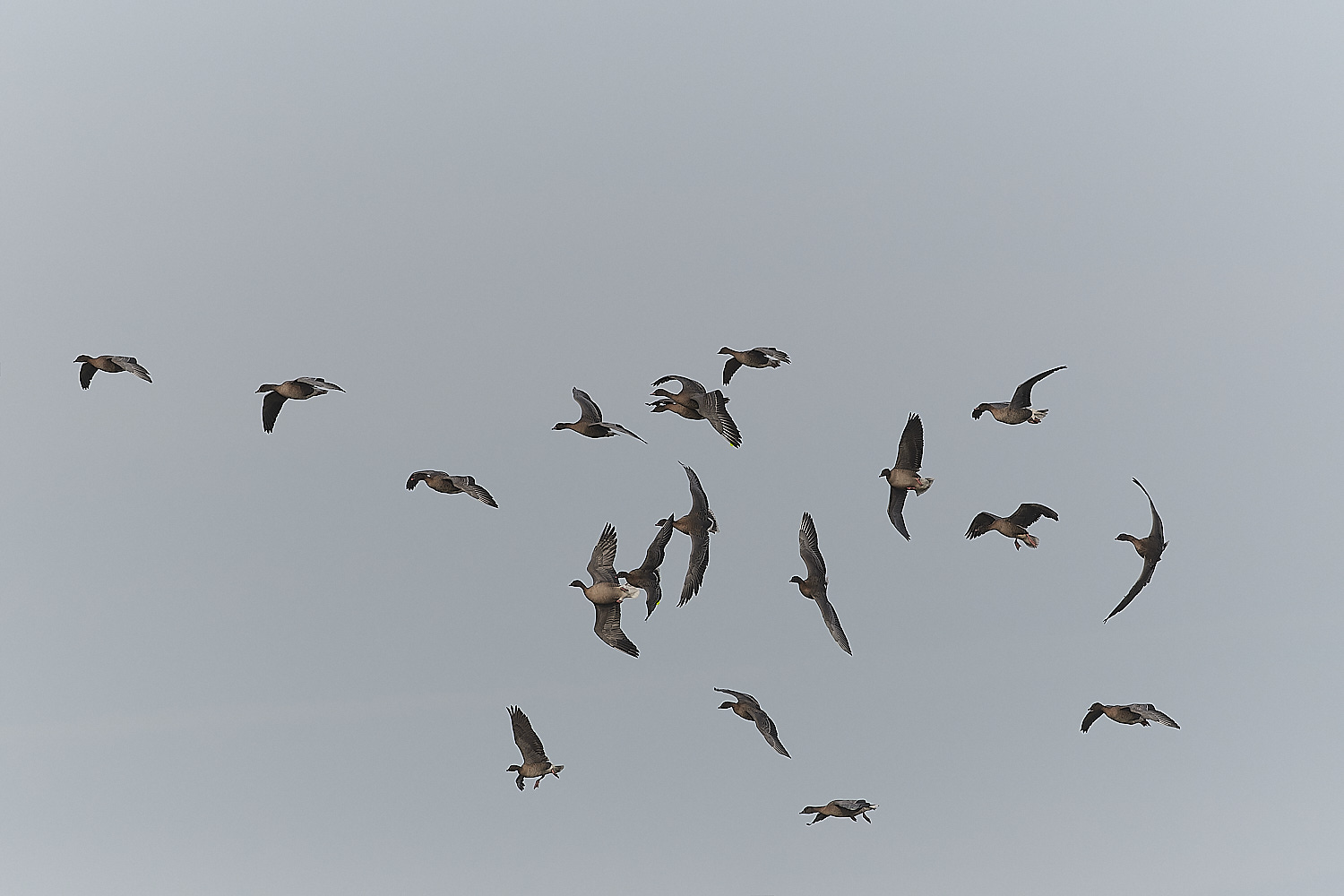 CleyPinkfeet270124-11-NEF_DxO_DeepPRIMEXD