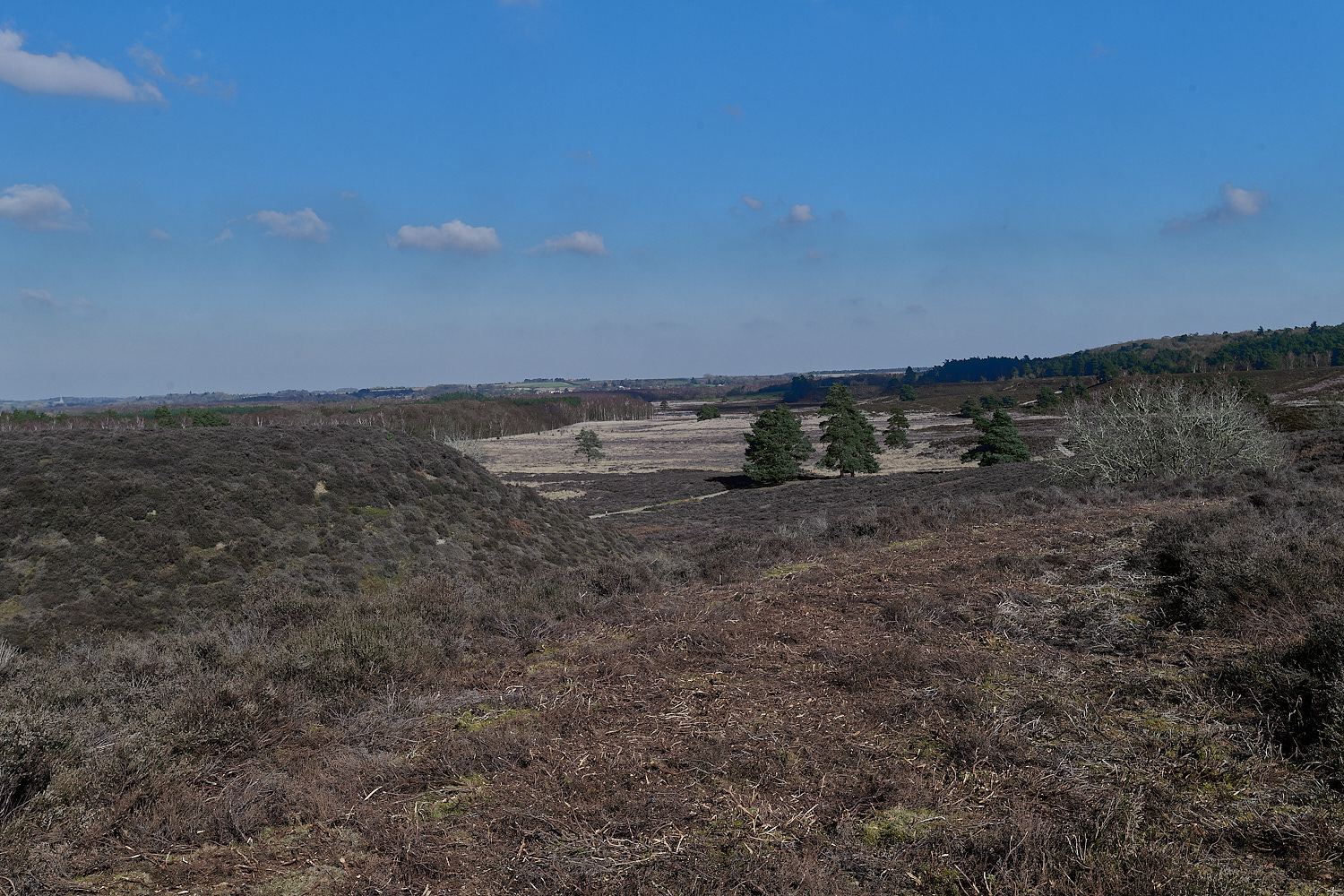 DersinghamBog090324-2