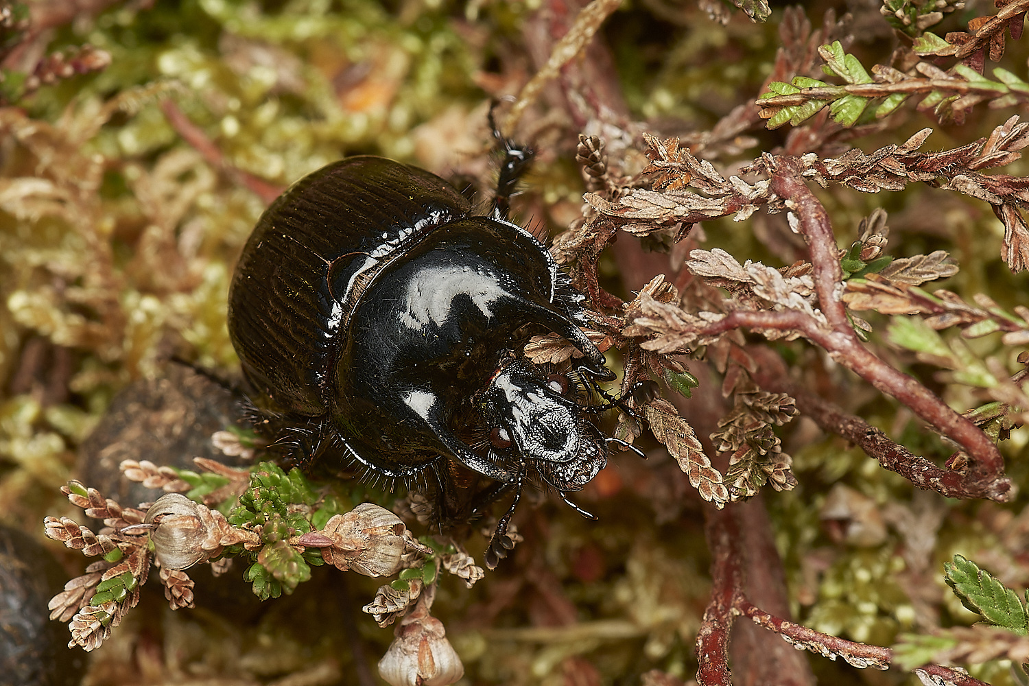 DersinghamBogBeetle090324-4