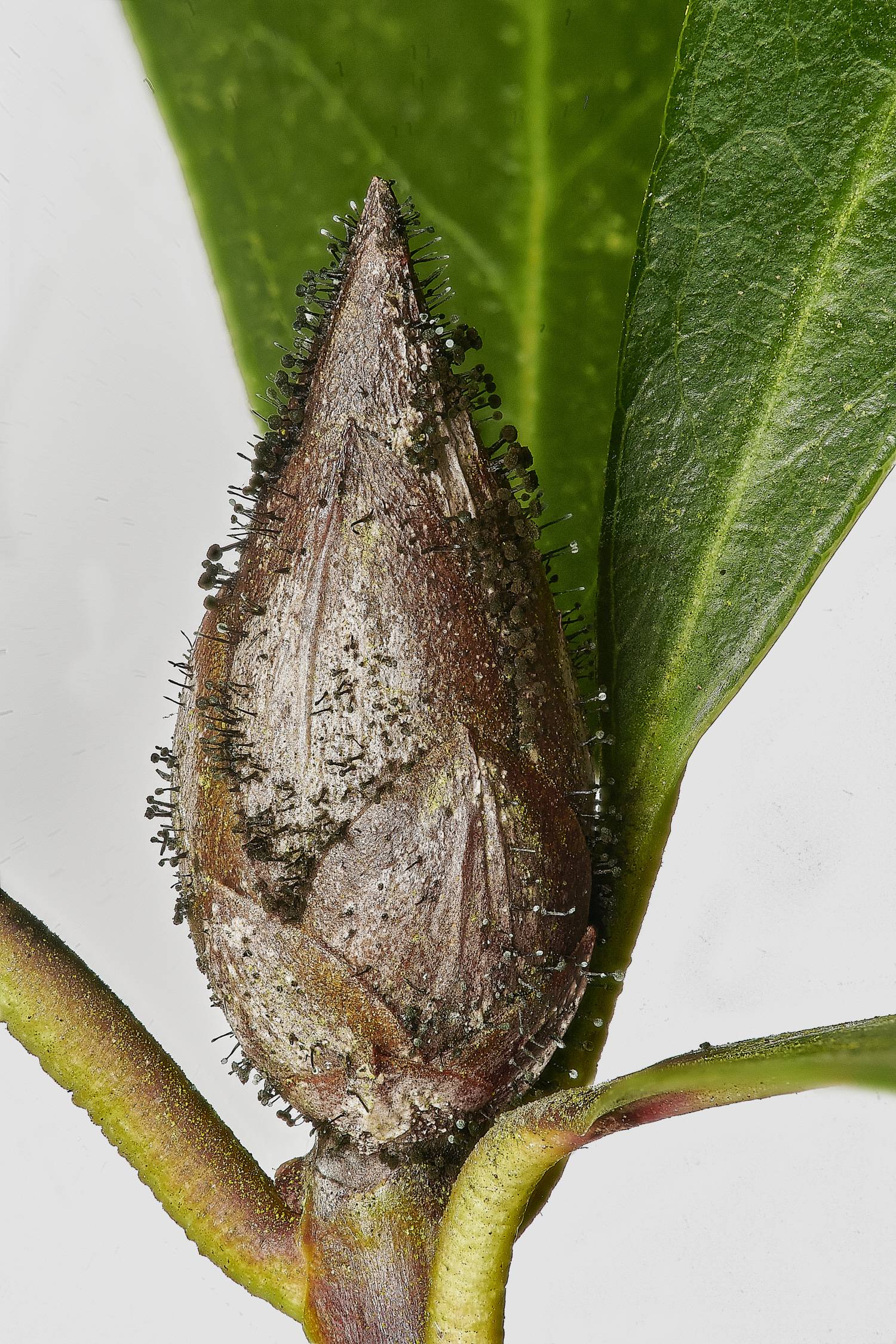 DersinghamBogRhododendronBugBlast090324-1