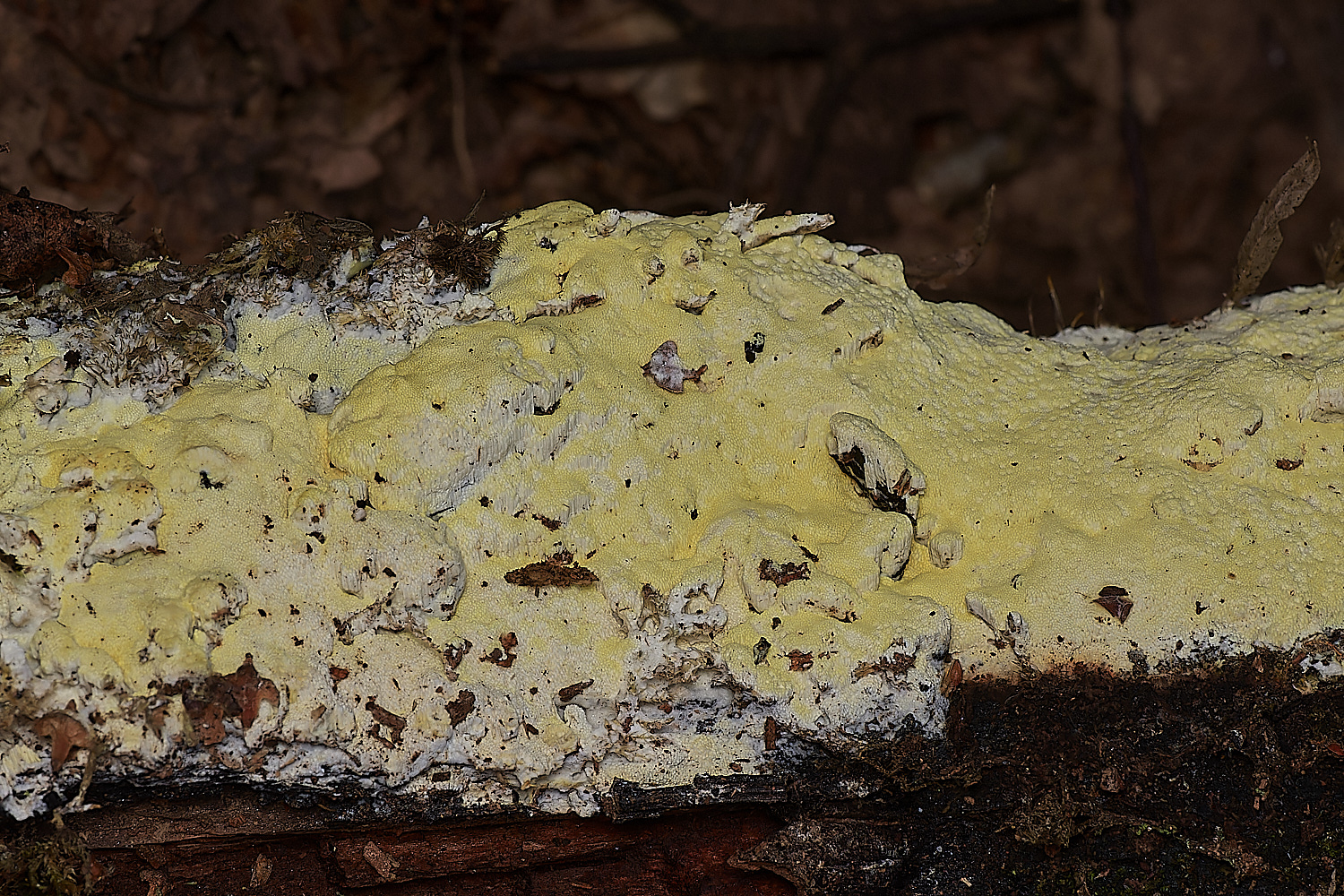 DersinghamBogYellowResupinate090324-2