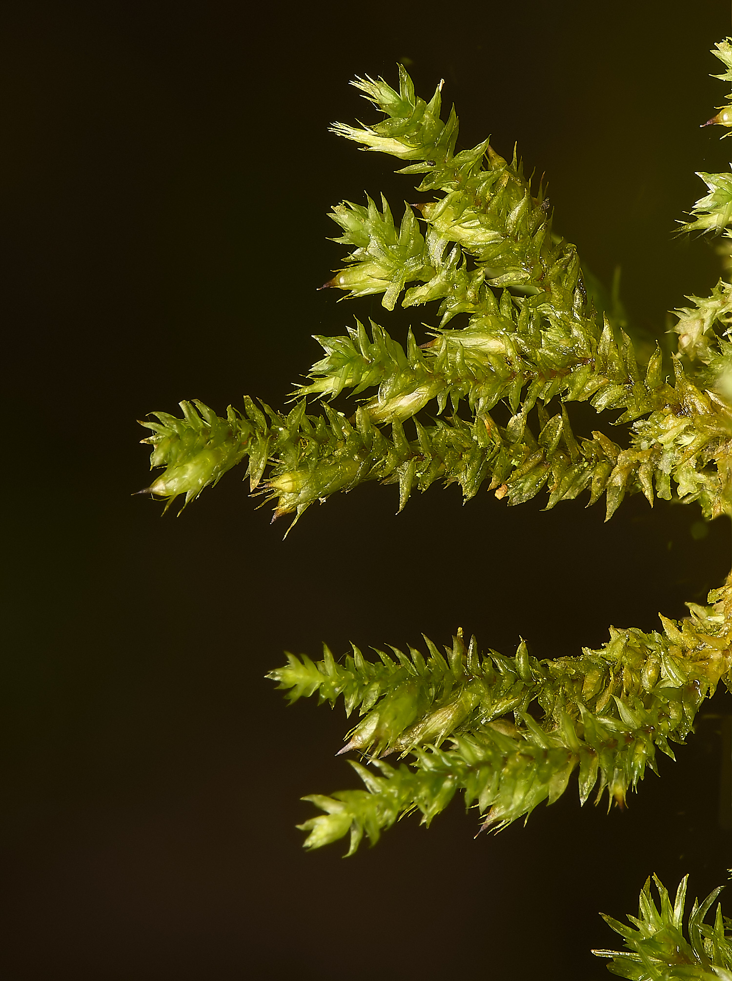 DillingtonCheteromalla240324-2