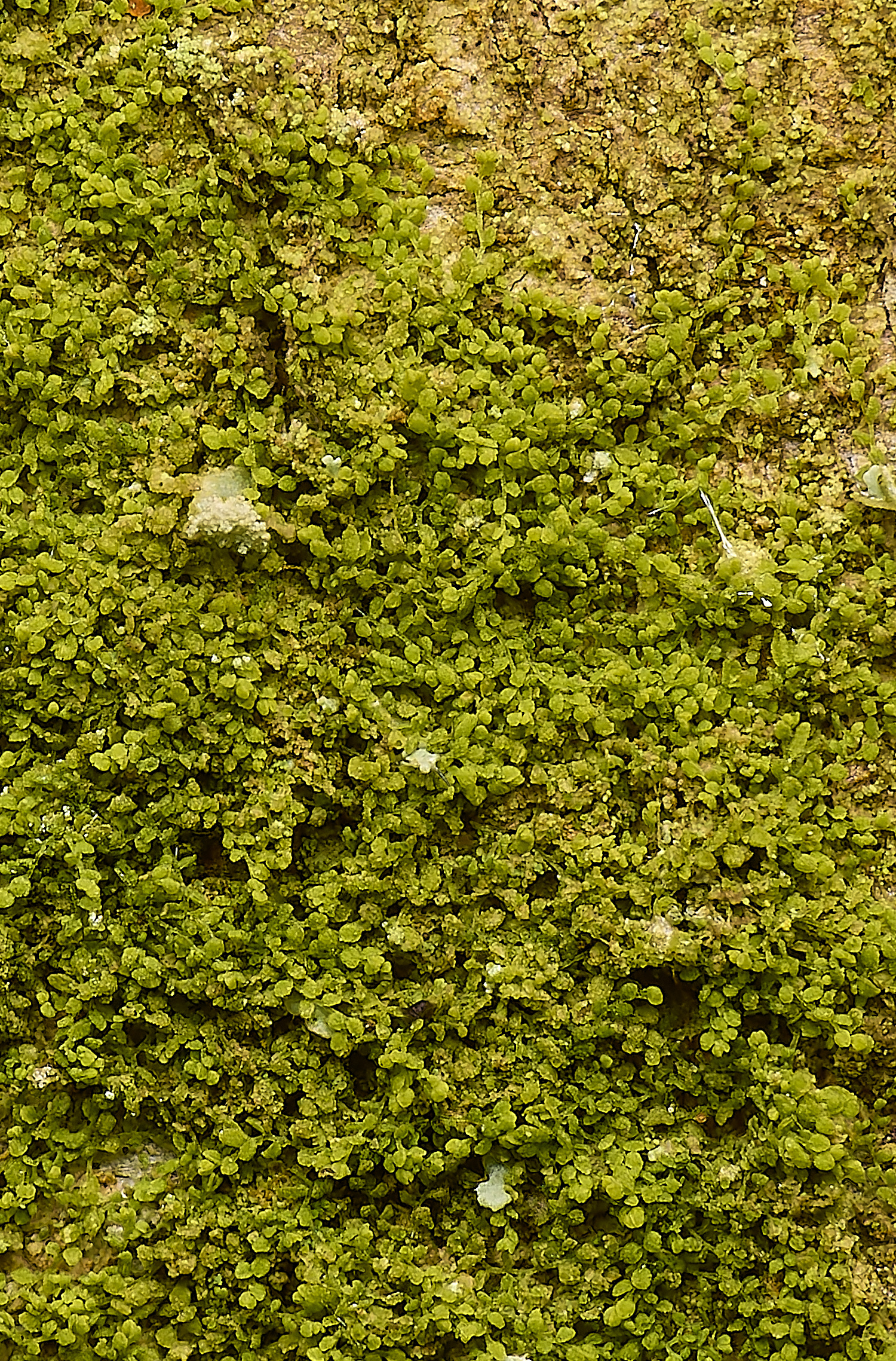 DillingtonCminutissima240324-2 1