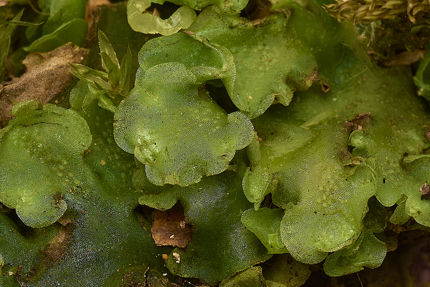 DillingtonPepiphylla240324-6