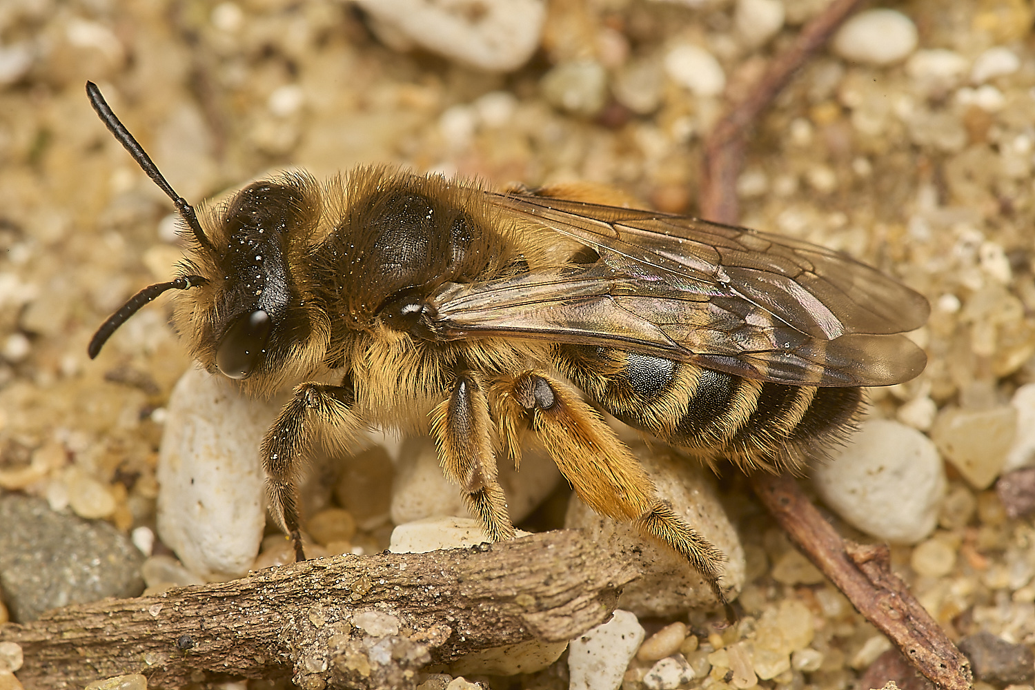 HanworthYLMB250324-1-NEF-