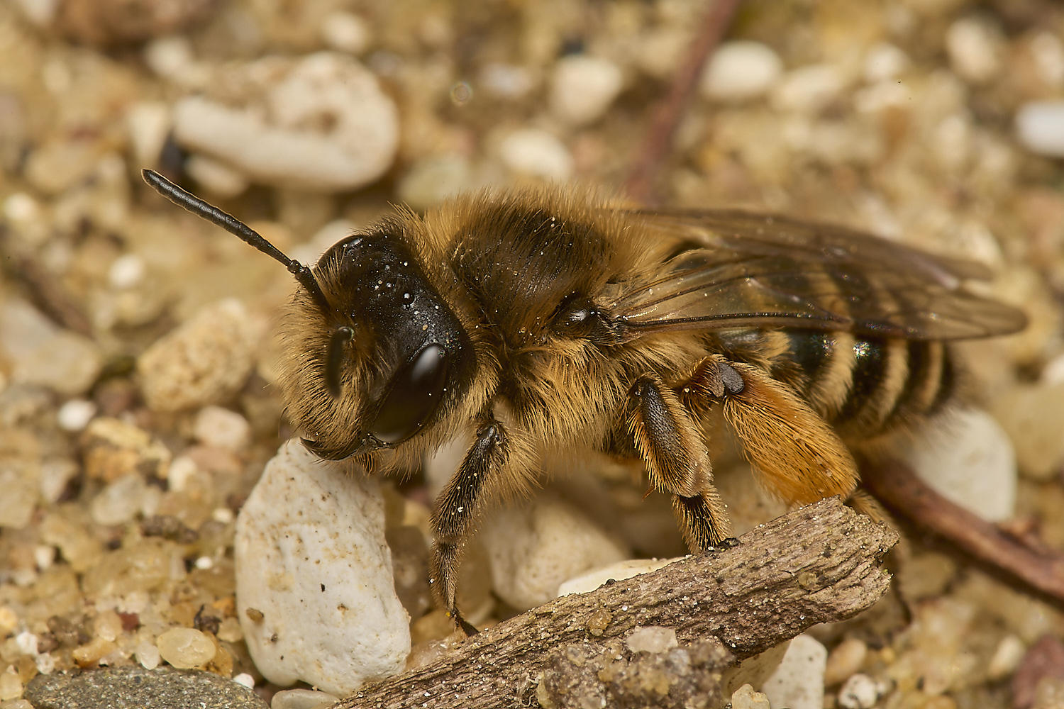 HanworthYLMB250324-2-NEF-