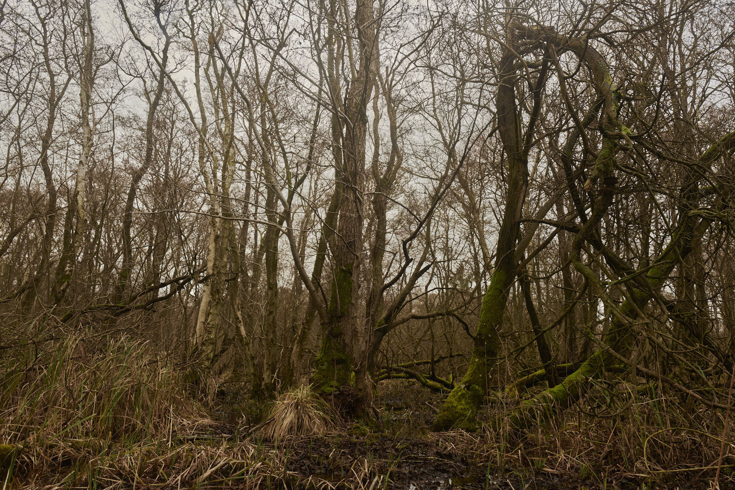 SmallburghFen110224-4