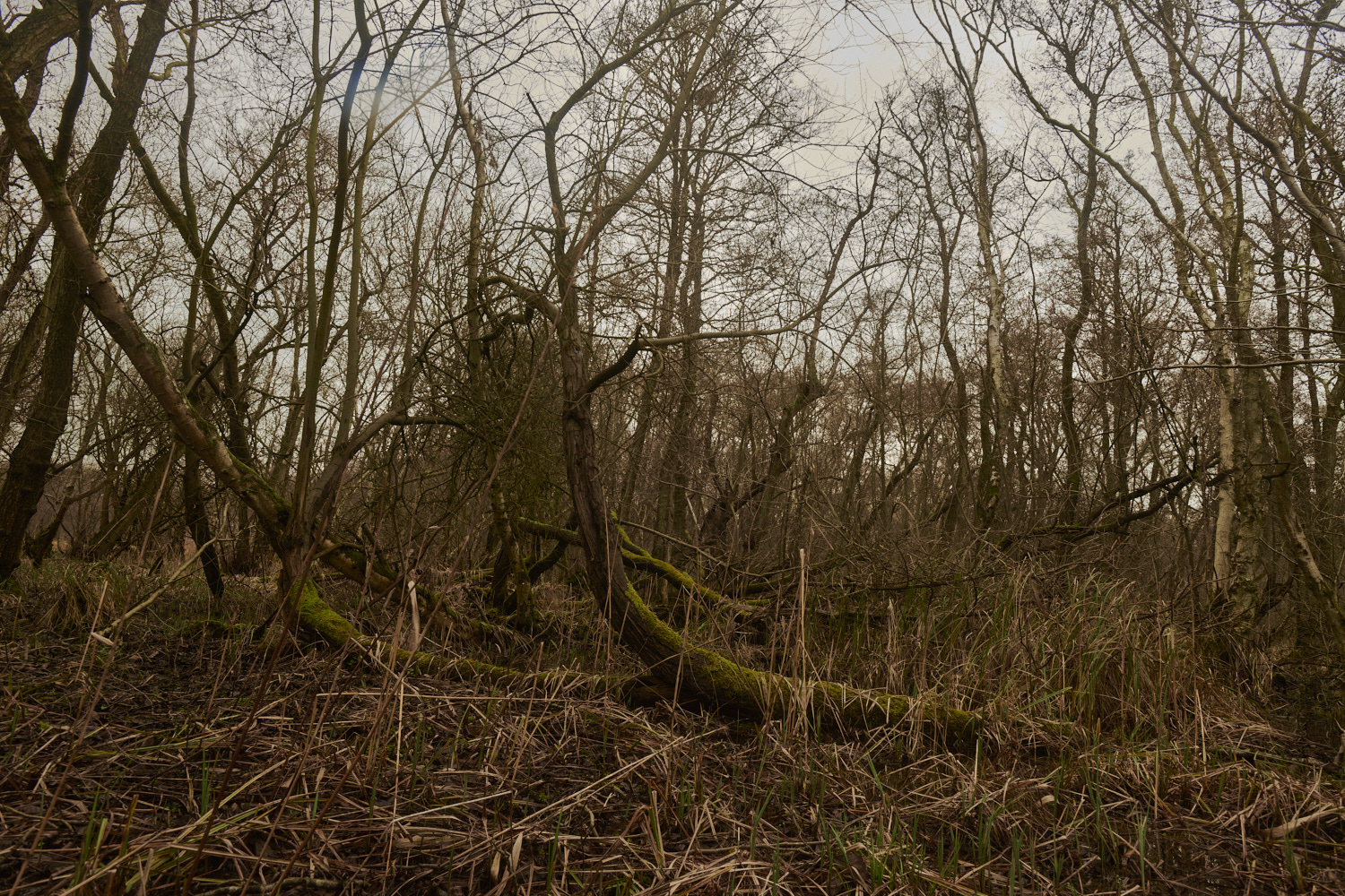 SmallburghFen110224-5