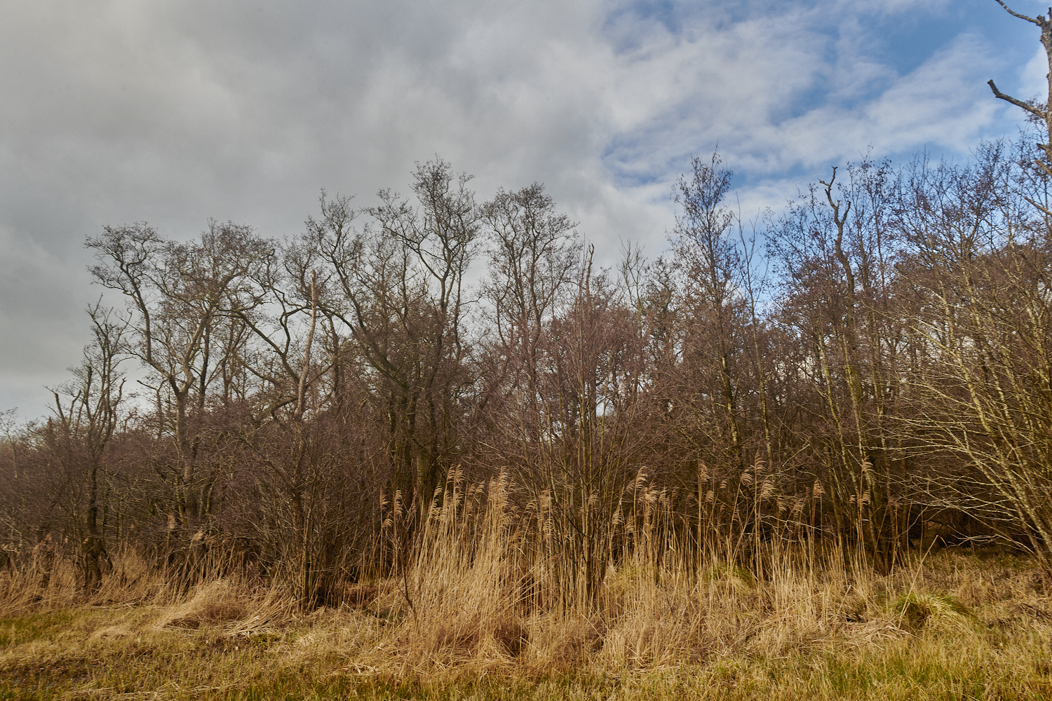 SmallburghFen110224-6