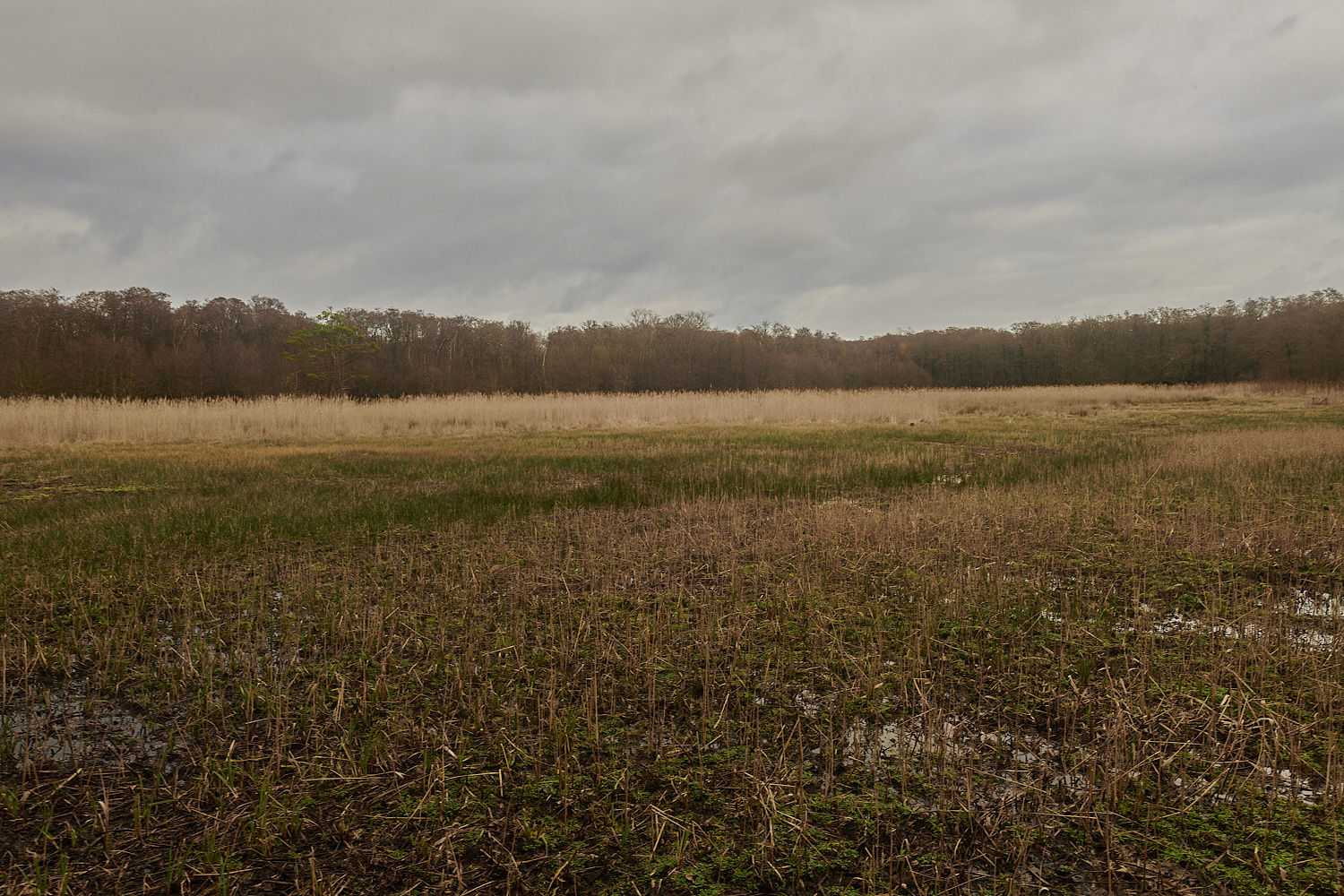 SmallburghFen110224-7