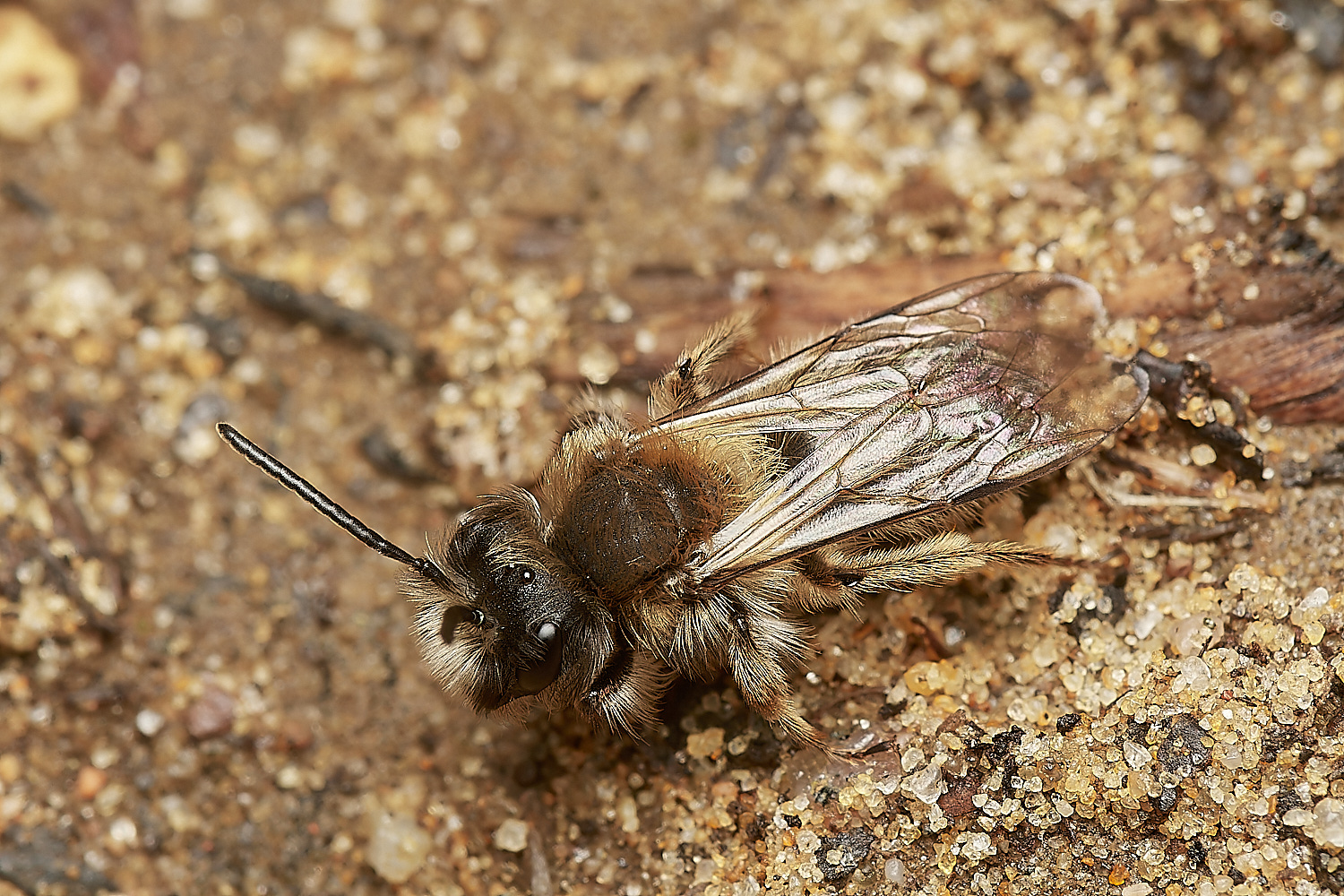 StrumpshawAclarkella280224-1