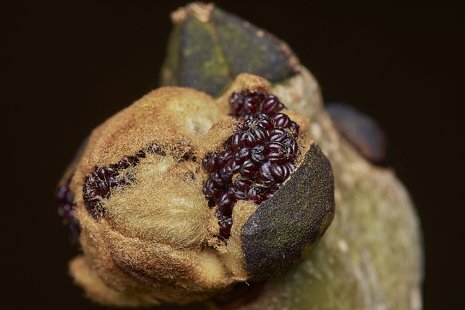 StrumpshawAshBud280224-1