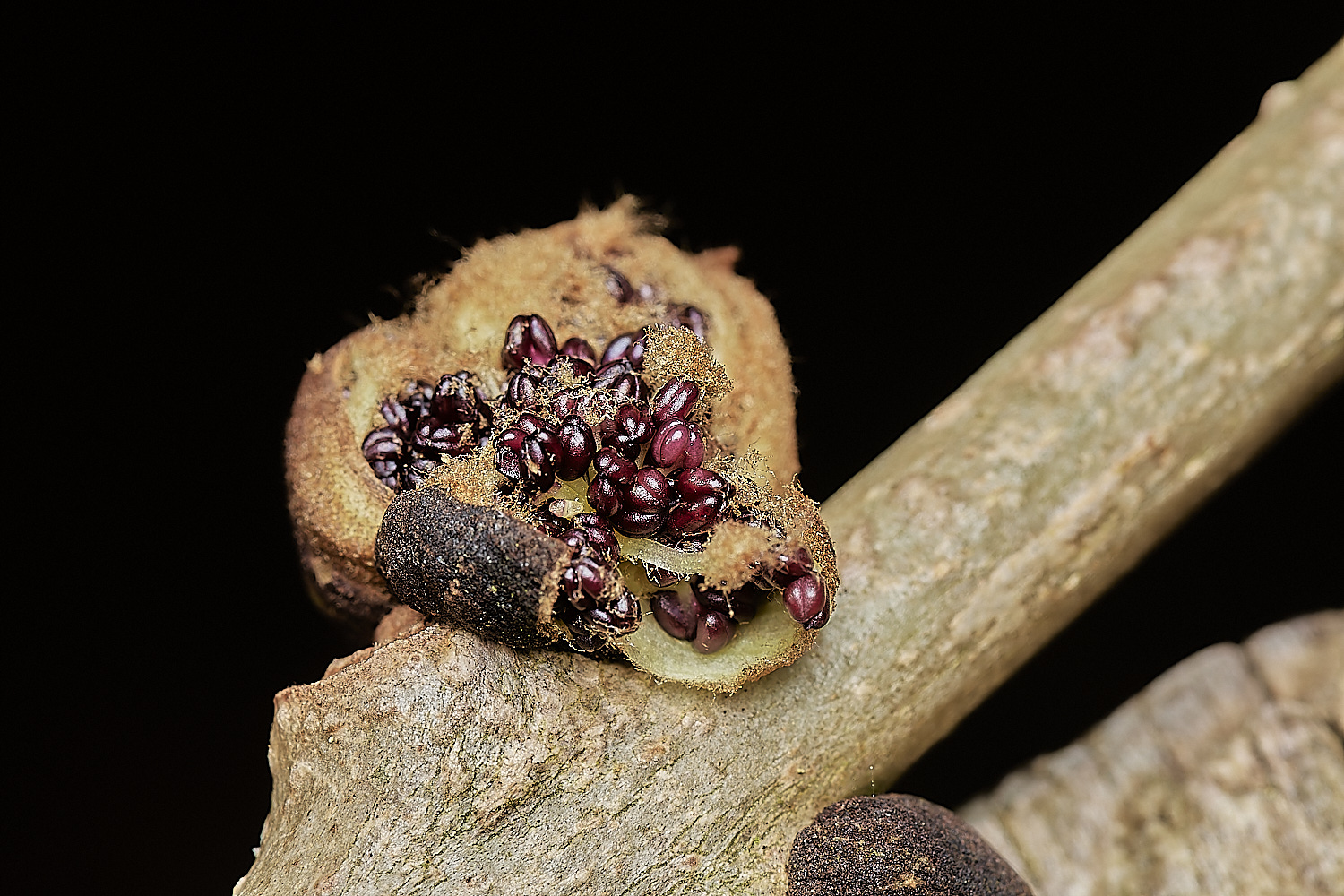 StrumpshawAshBud280224-2