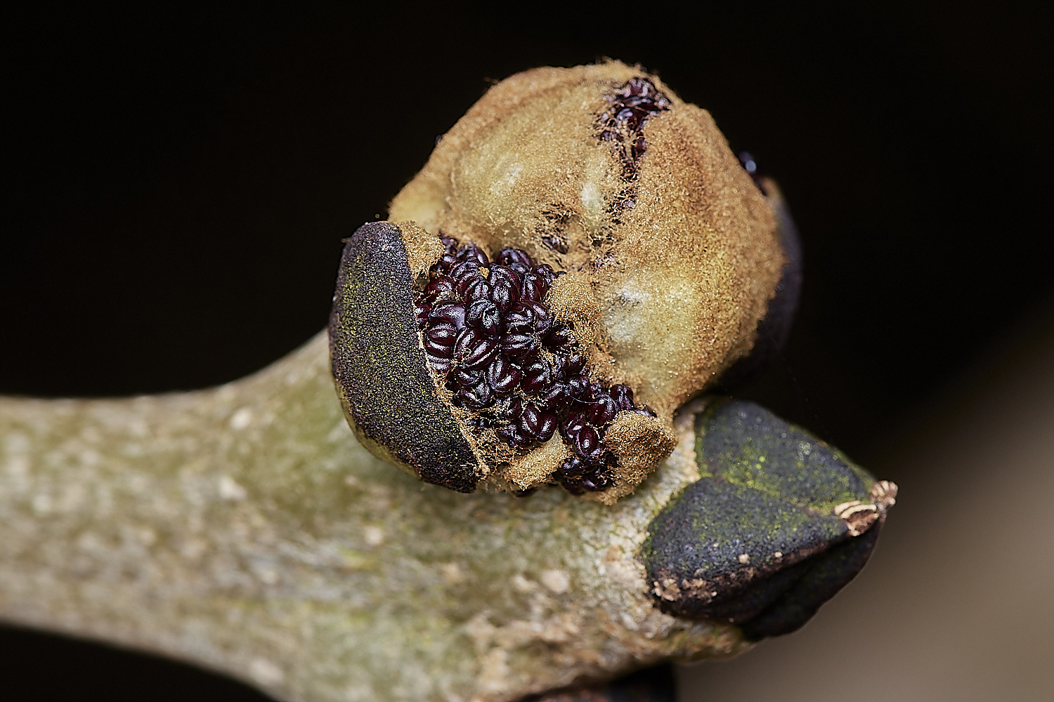 StrumpshawAshBud280224-3