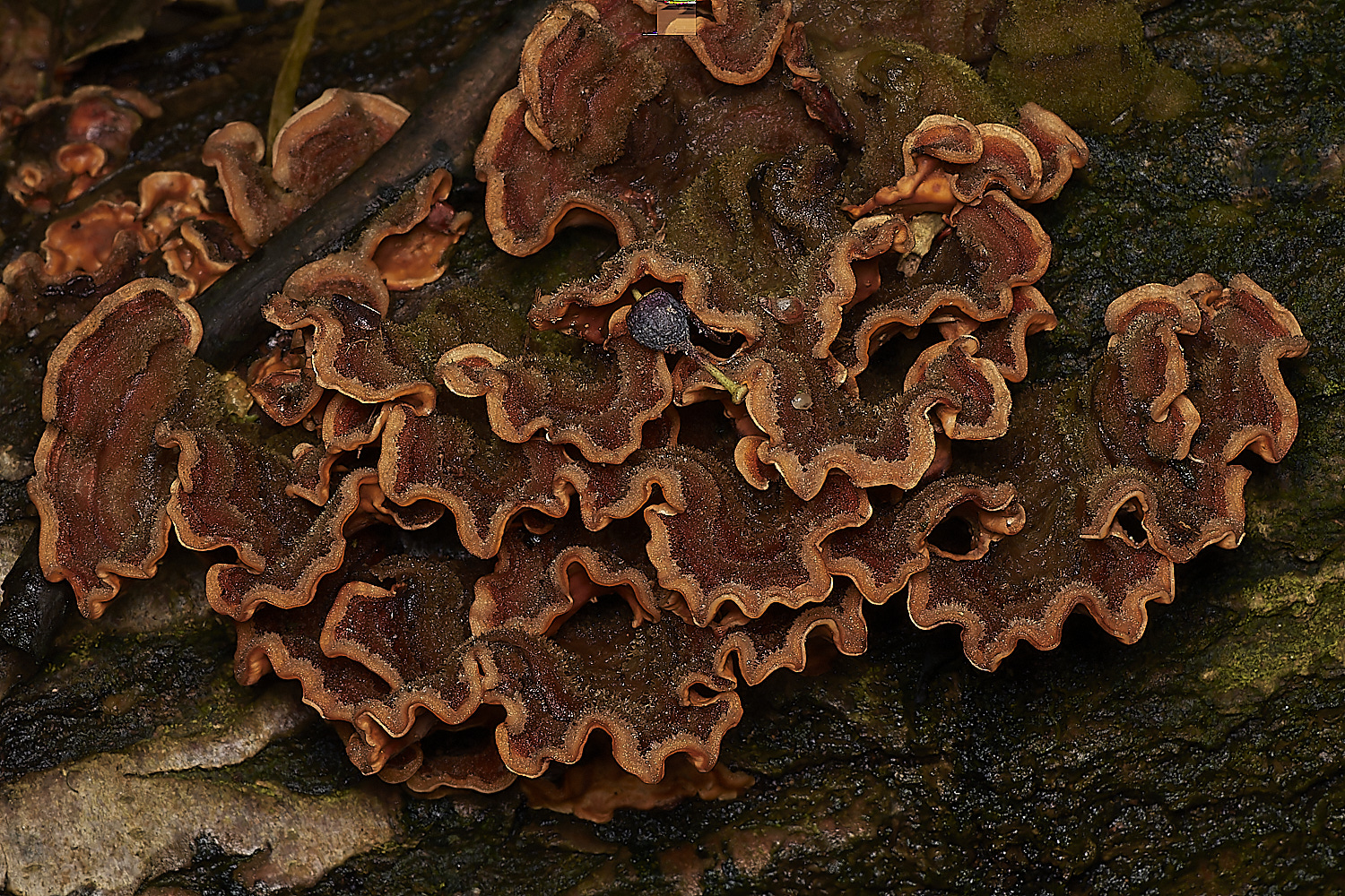 StrumpshawHairyCurtainCrust280224-1