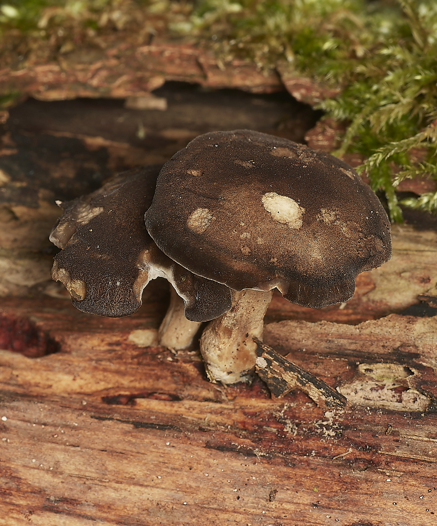 StrumpshawPolypore280224-1