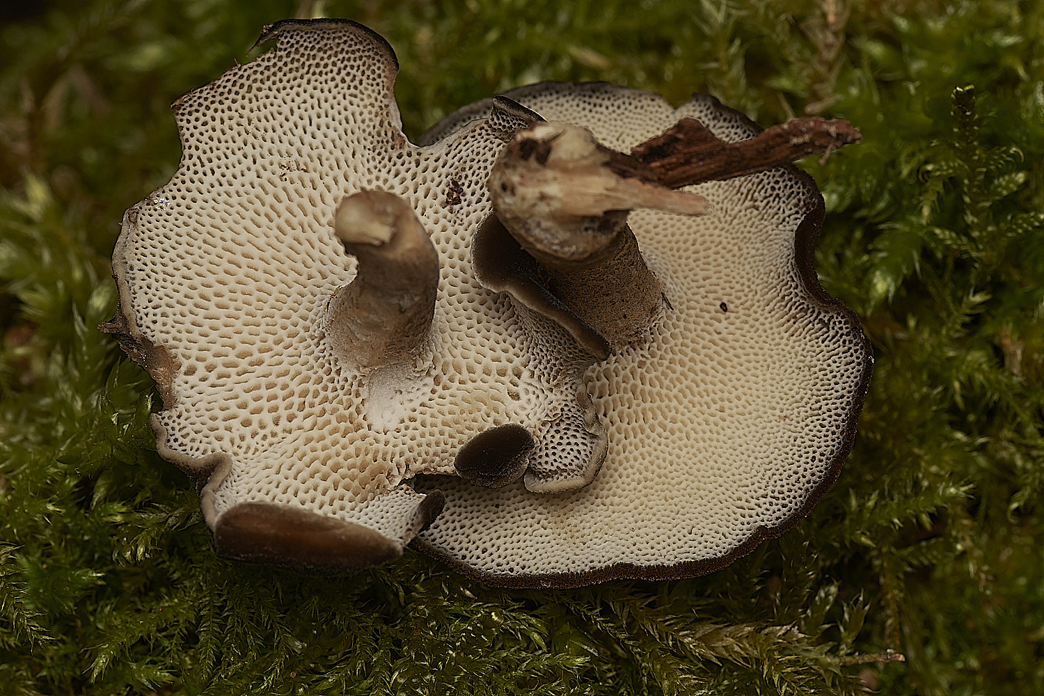 StrumpshawPolypore280224-2