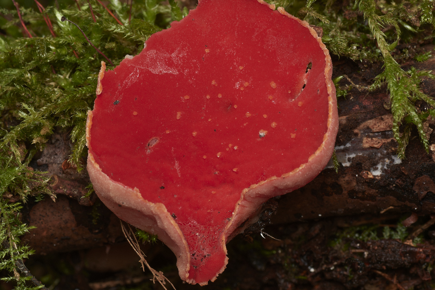 StrumpshawRedElfCup280224-1