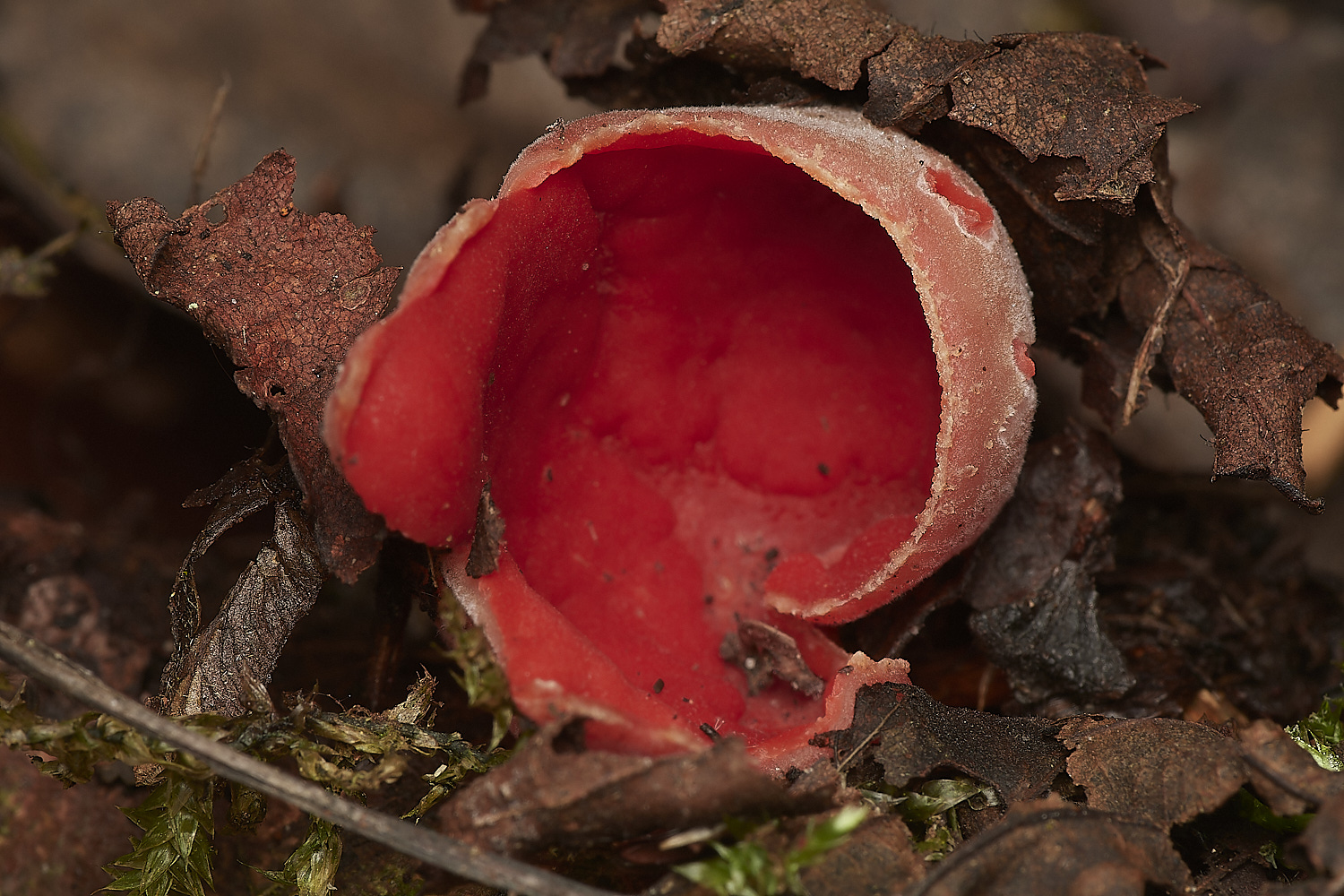 StrumpshawRedElfCup280224-2