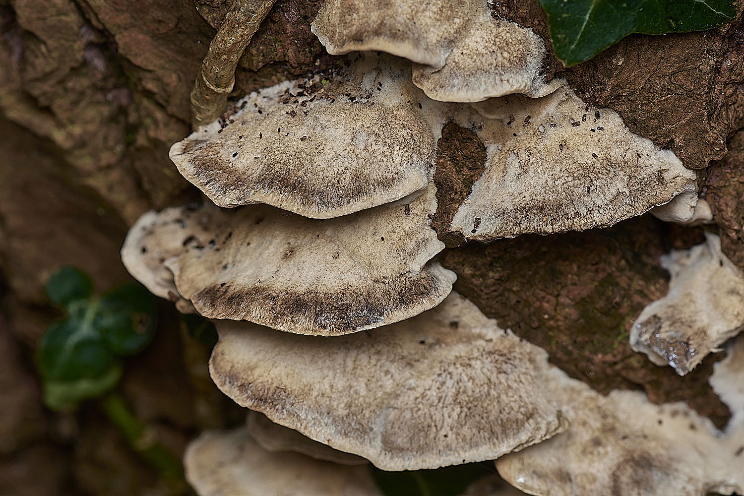 StrumpshawSmokeyBracket280224-1