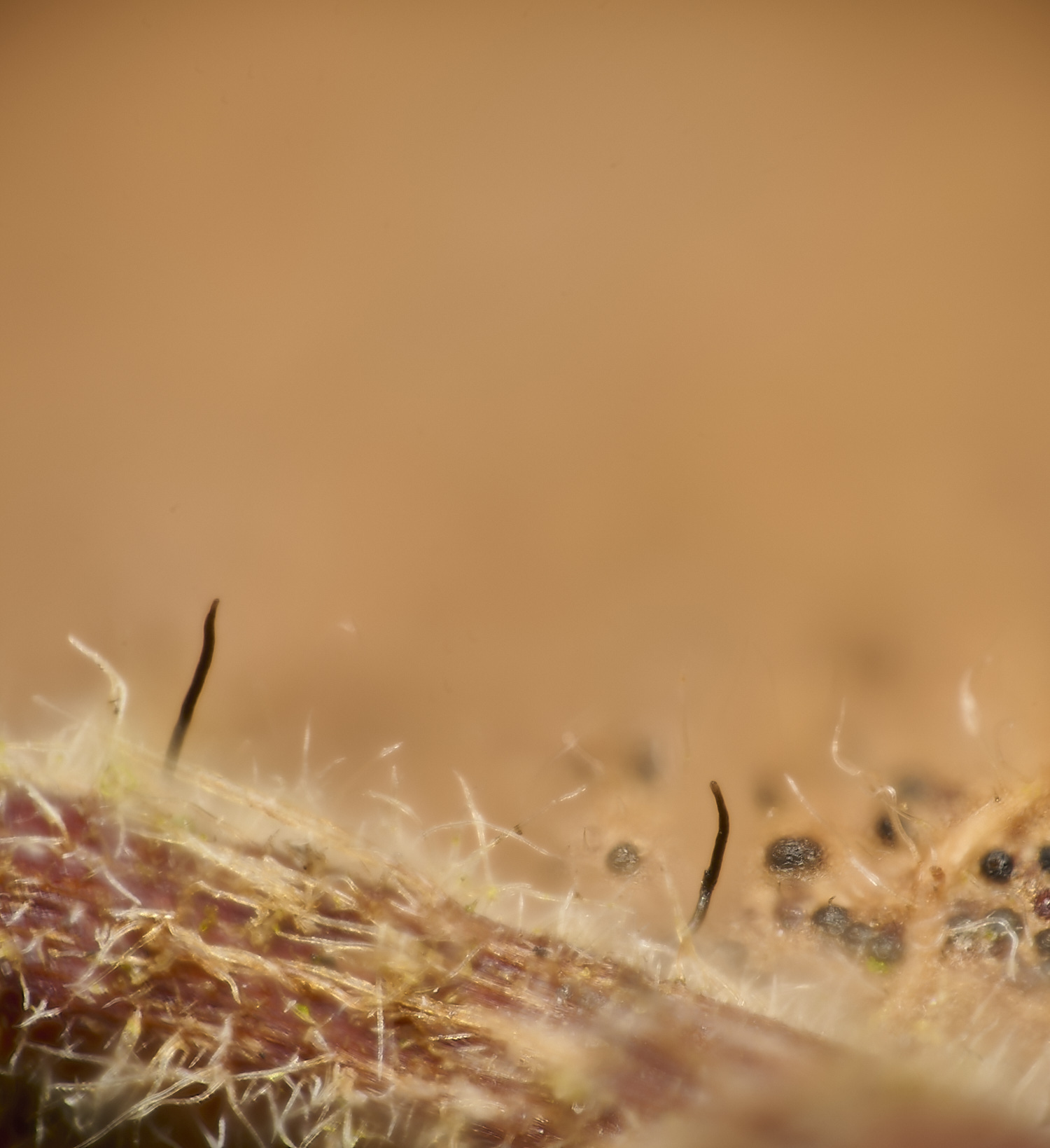 WaylandWoodLeafFungus180324-1