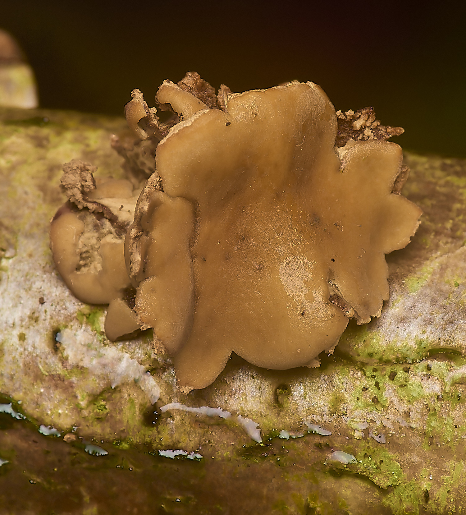 WaylandWoodSpringHazelCup170324-1