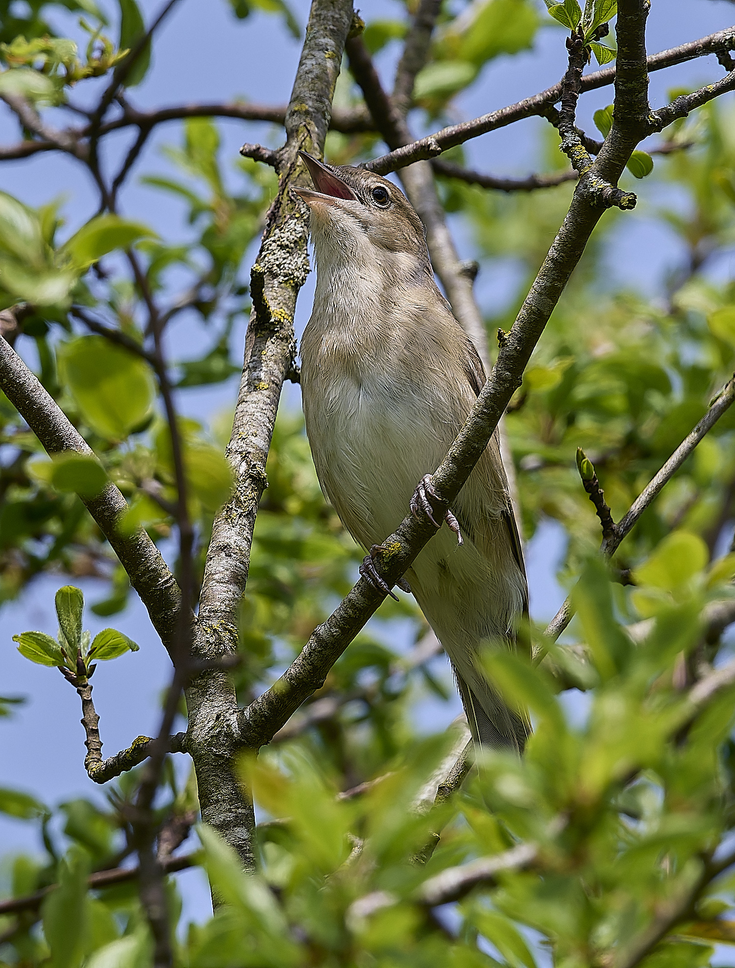 AlresfordCommonSborin100524-12-NEF-