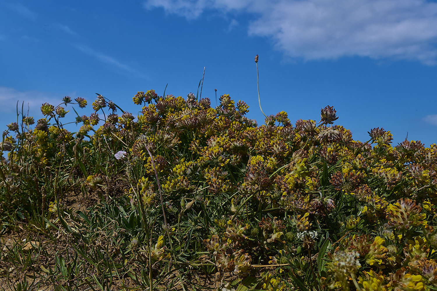 BeestonBumpKidneyVetch190624-1-NEF-