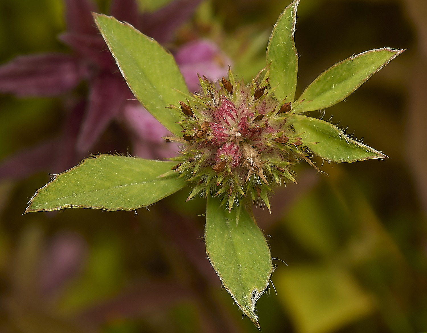 CranwichHare'sFoot130624-1-NEF-