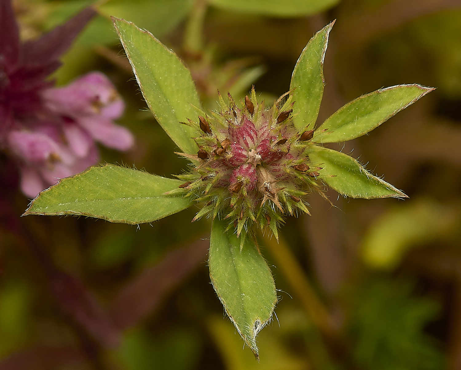 CranwichHare'sFoot130624-2-NEF-