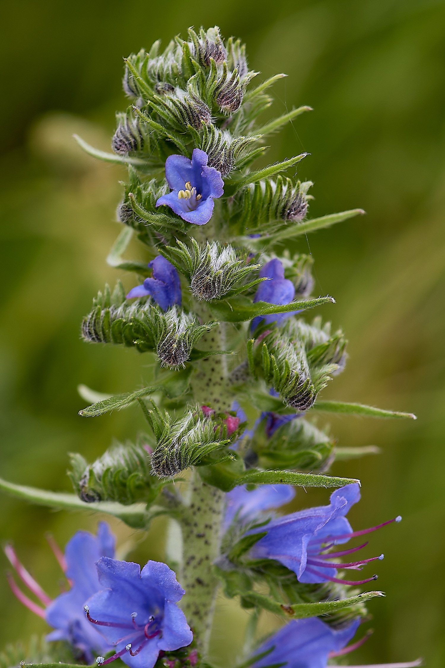 CranwichViper'sBugloss13624-1-NEF-