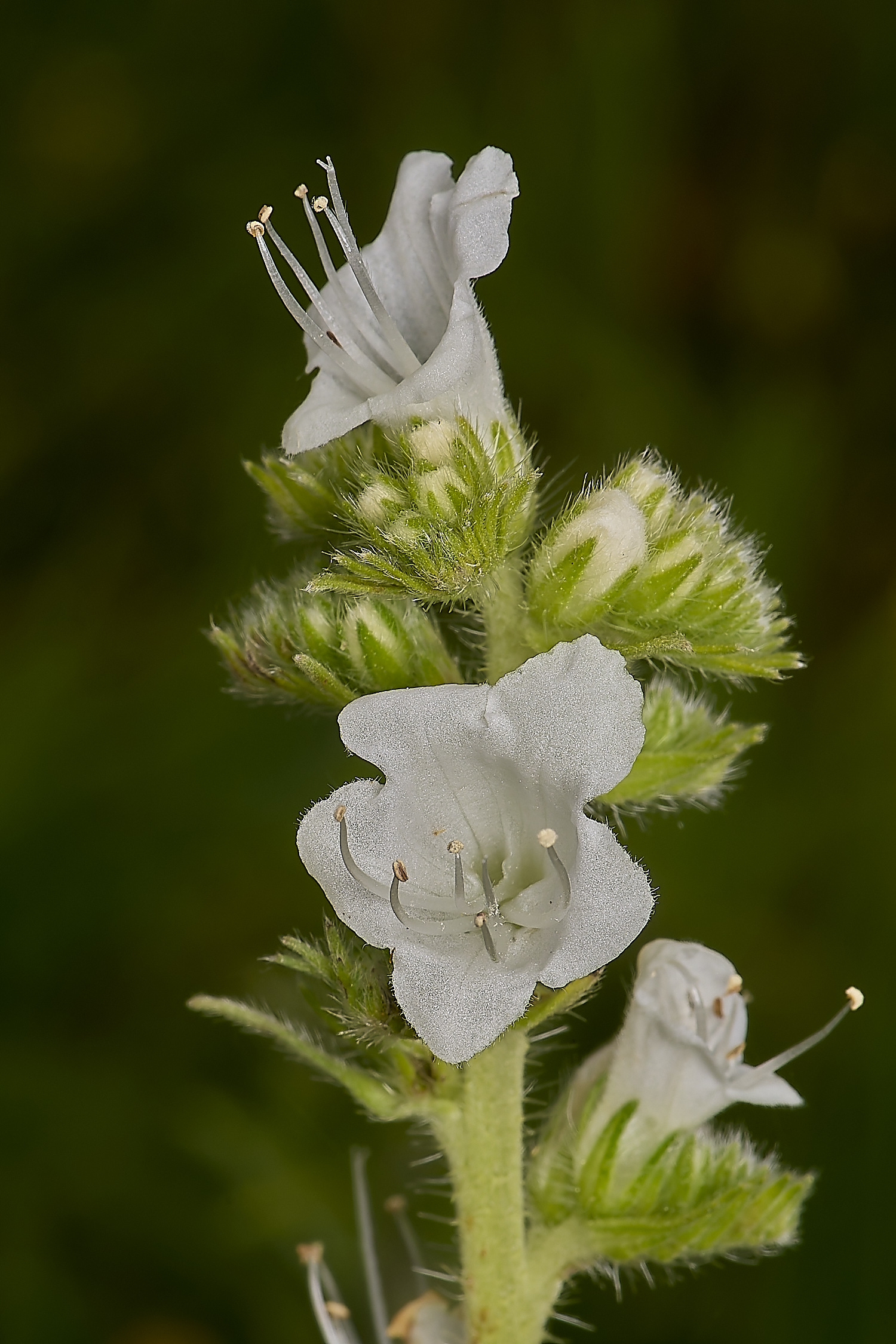 CranwichViper'sBugloss13624-2-NEF-