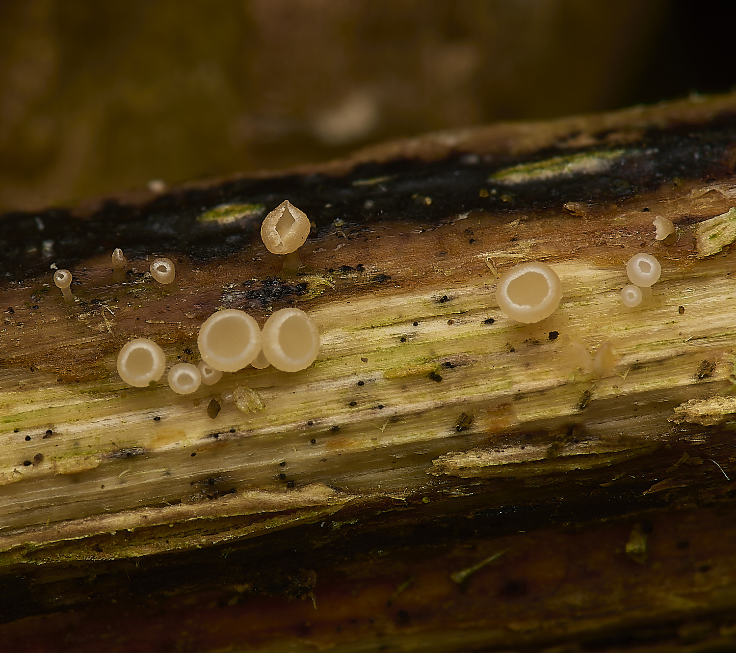 DickleburghMoorOrbilla180524-1