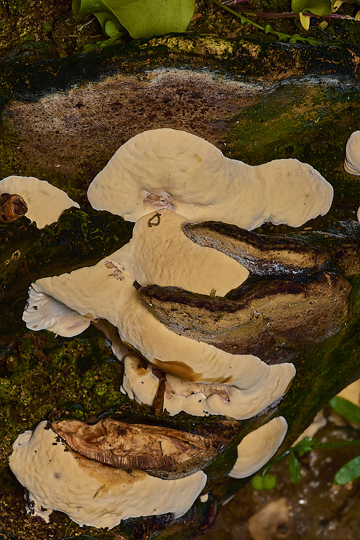 DillingtonBracket020624-1