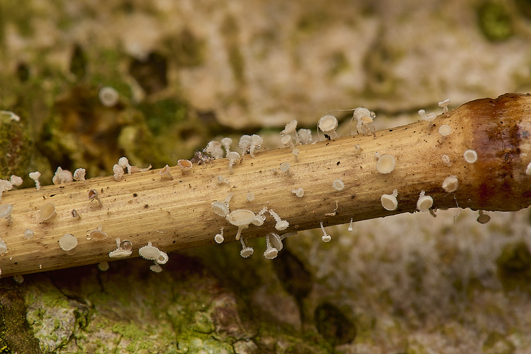 DillingtonWhiteAsco020624-1