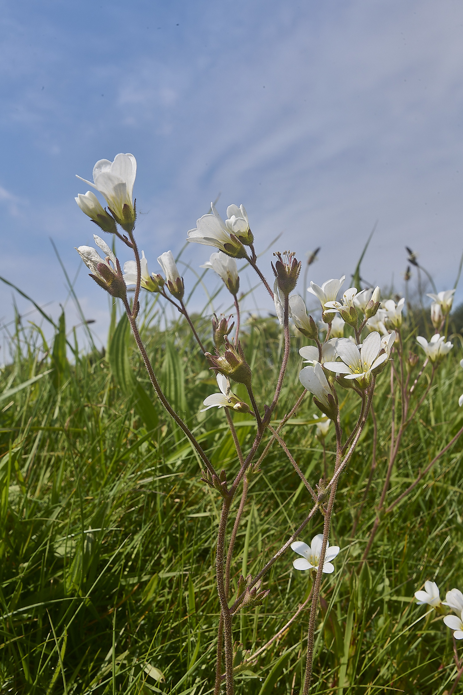 GreshamMeadowSaxifrage090524-2-NEF-
