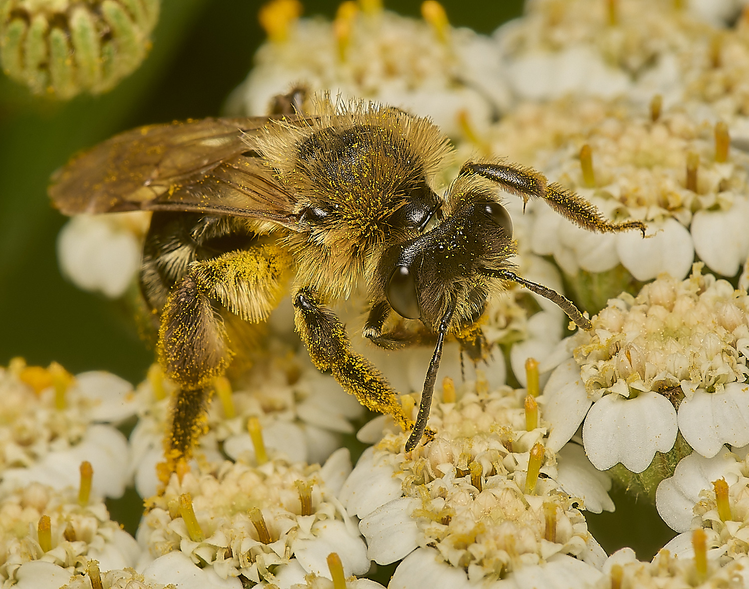 HanworthBee060624-1-NEF-