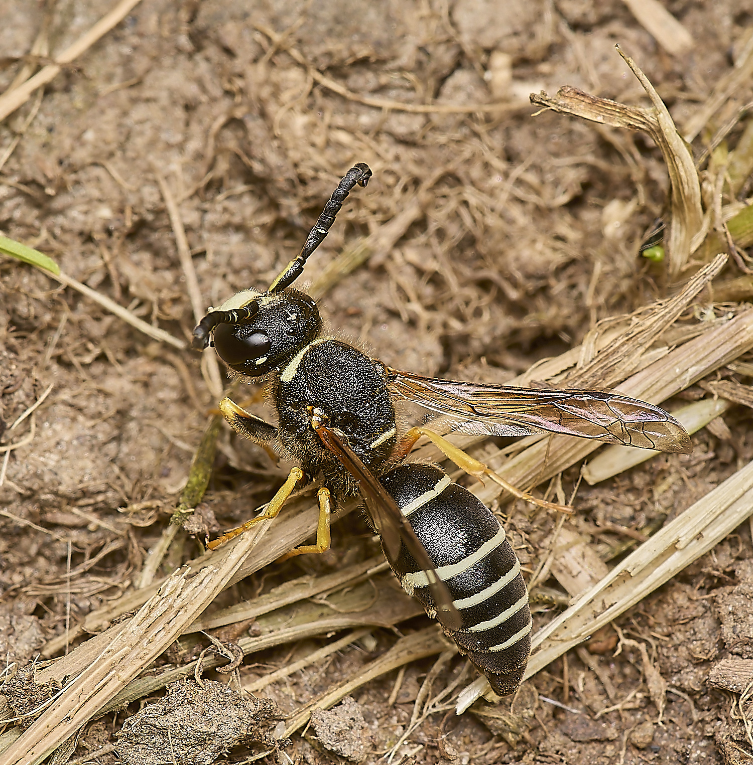 HicklingFenMasonWasp180624-9-NEF-