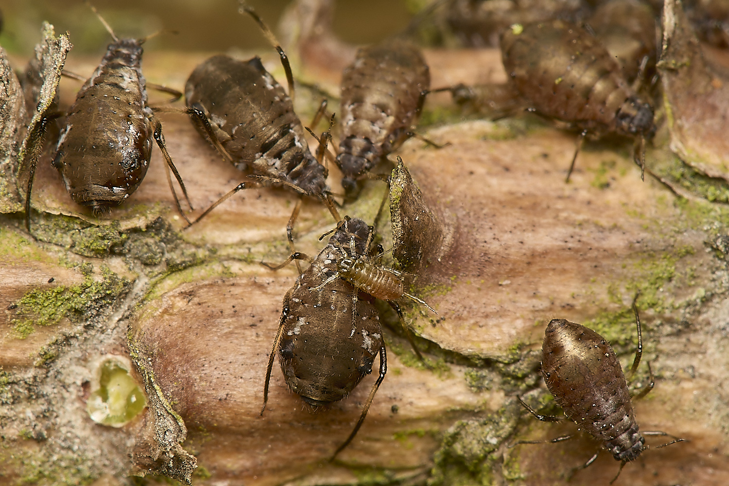 HolkhamAntsAphids070424-1-NEF-