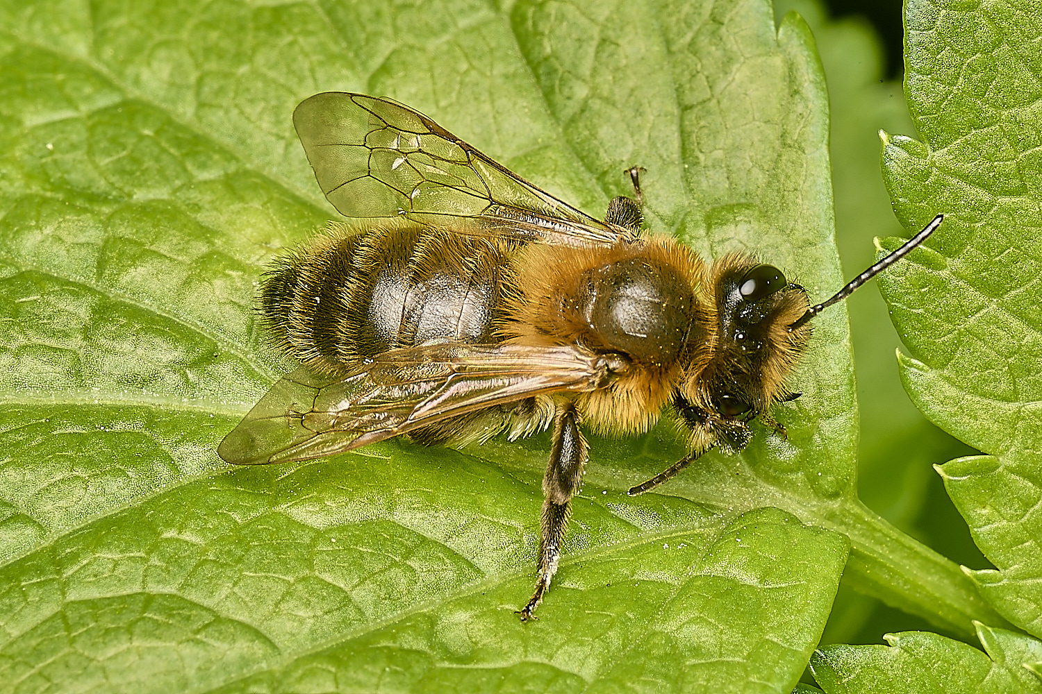 HolkhamAscotica070434-1-NEF-