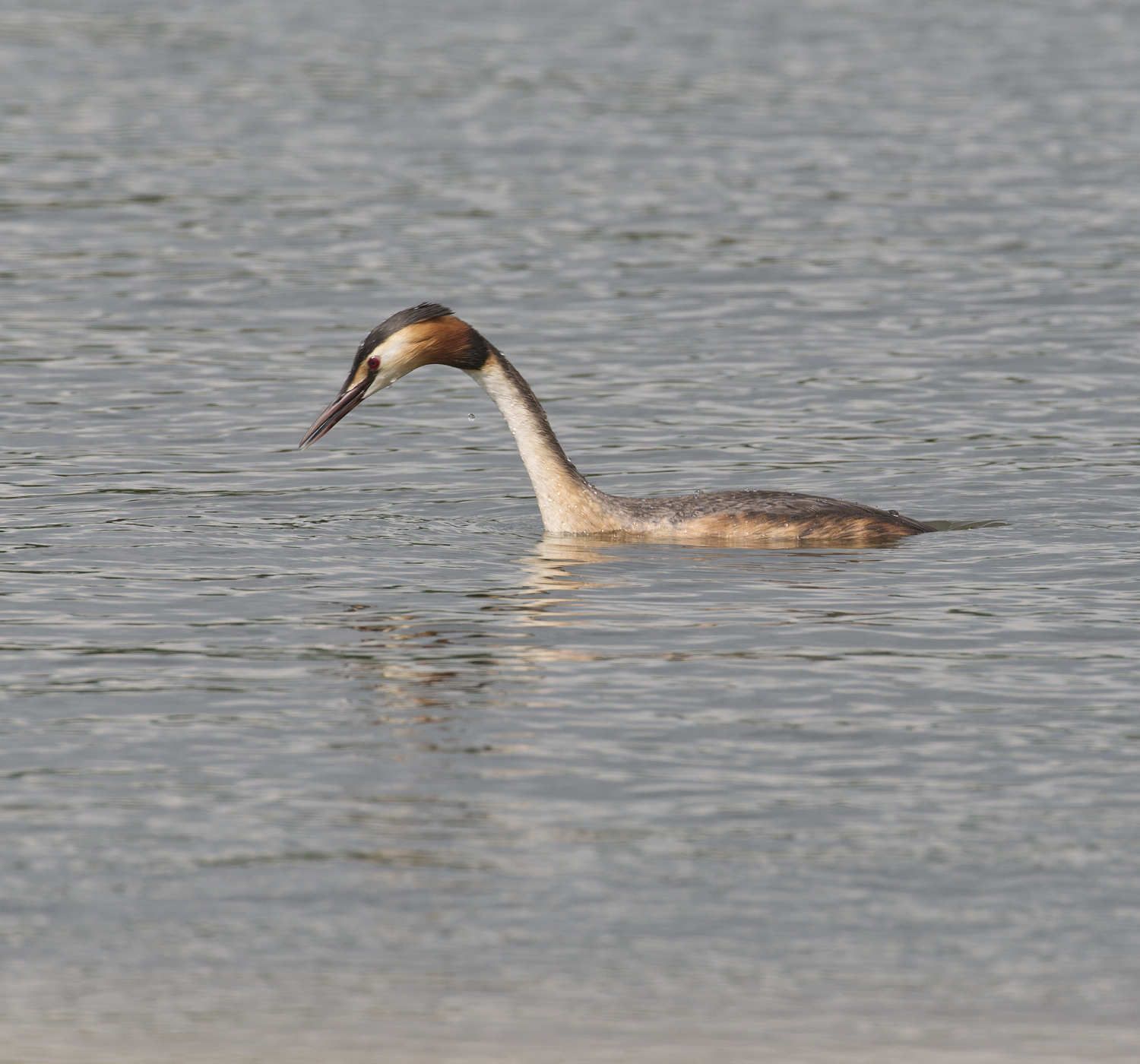 RanworthGCC040624-3 1