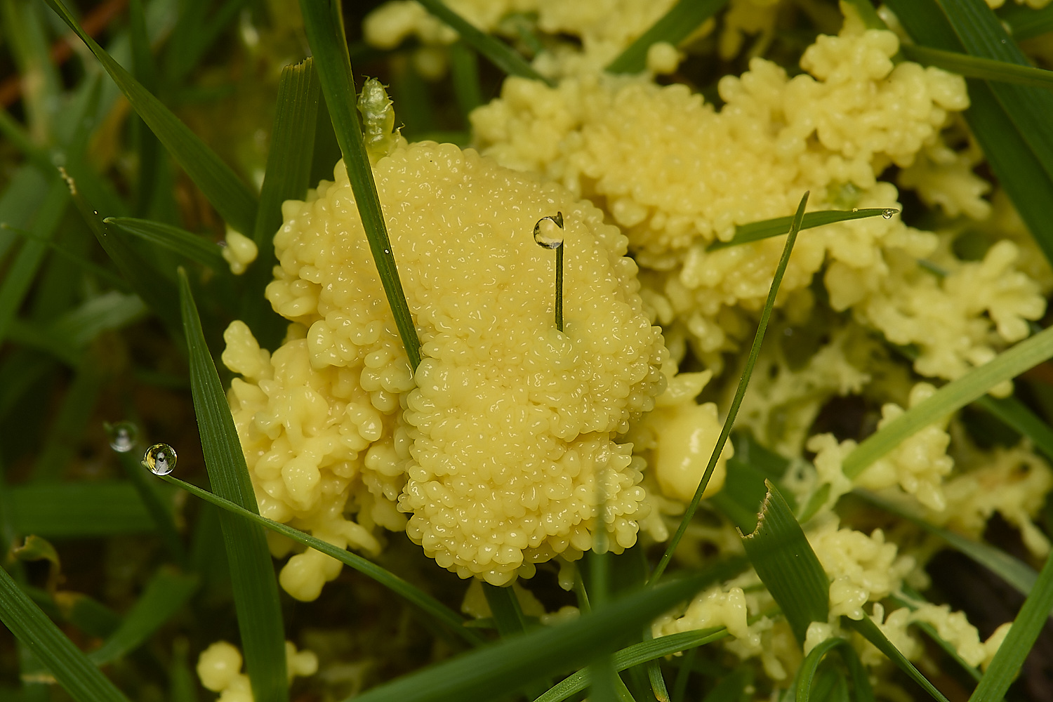 SennowDog'sVomit060424-1-NEF-