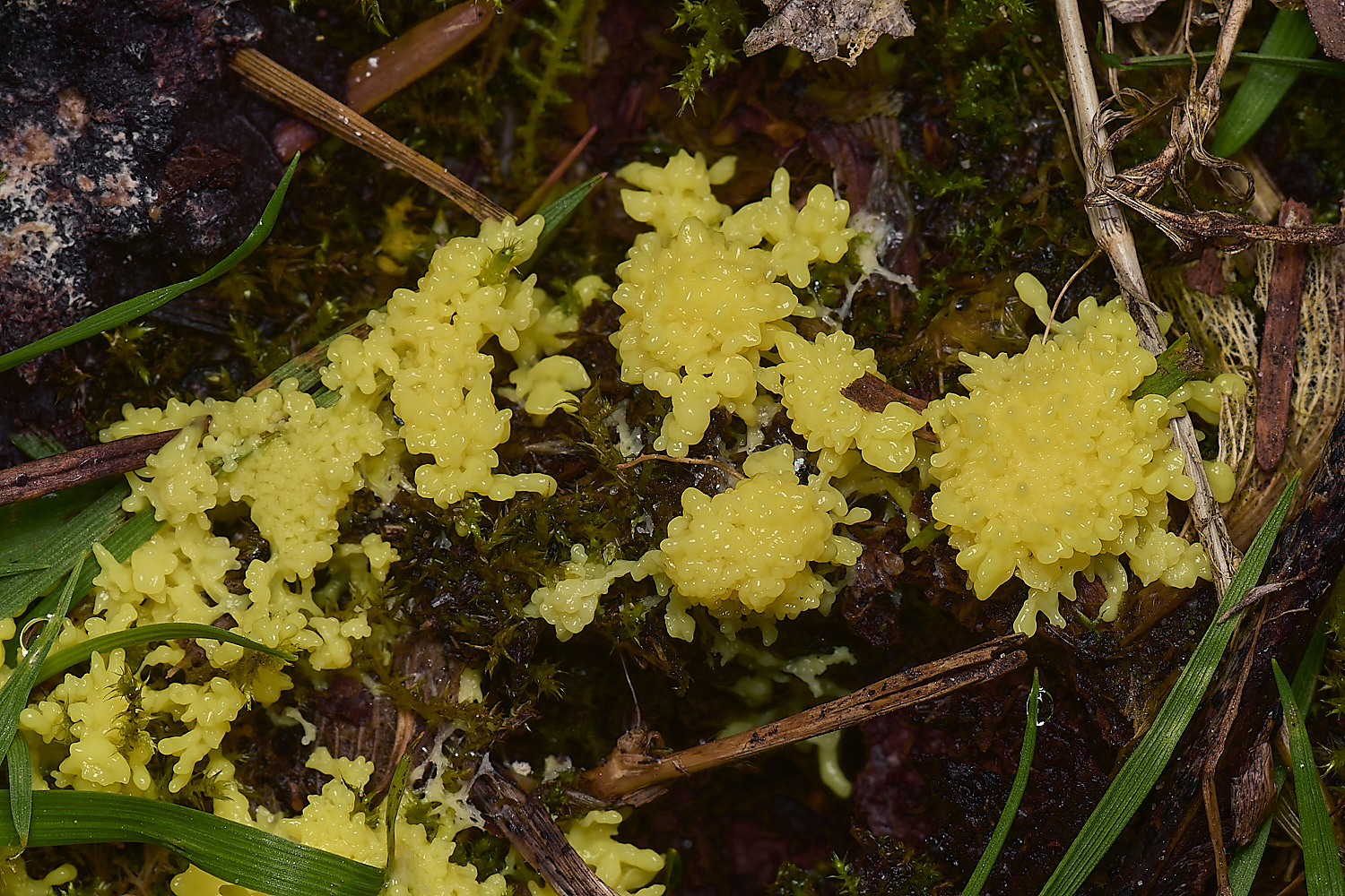 SennowDog'sVomit060424-2-NEF-