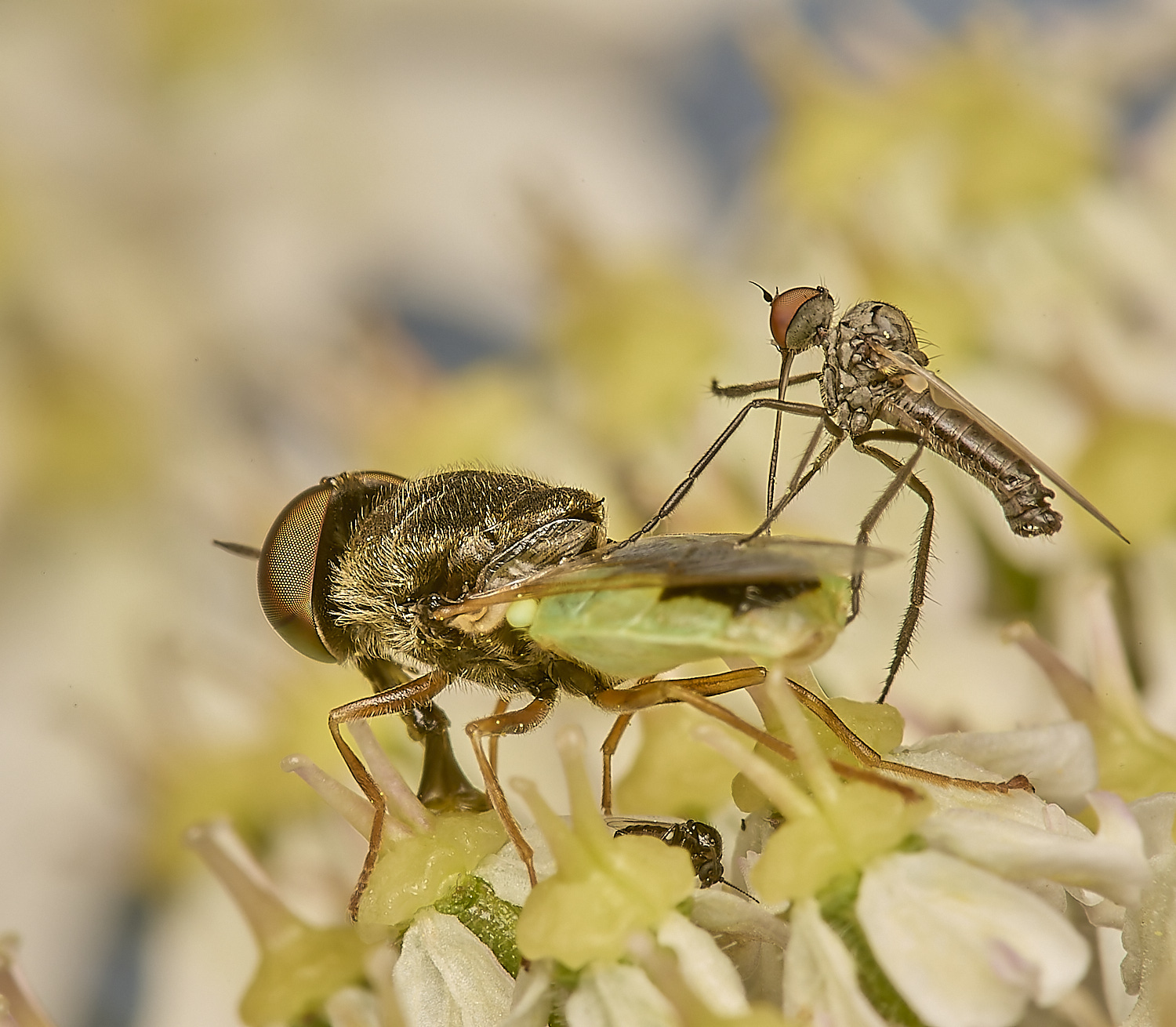 SuttonFenGreenColonel160624-5-NEF-