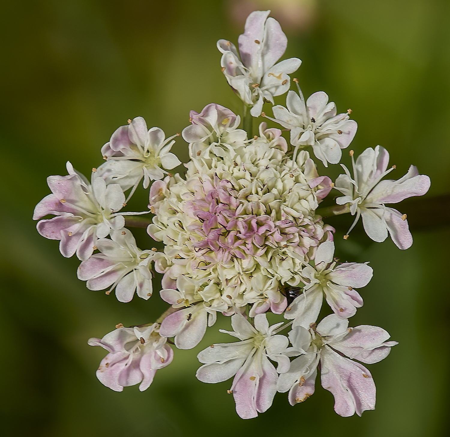 ThompsonCommonWaterDropwort230624-1-NEF-