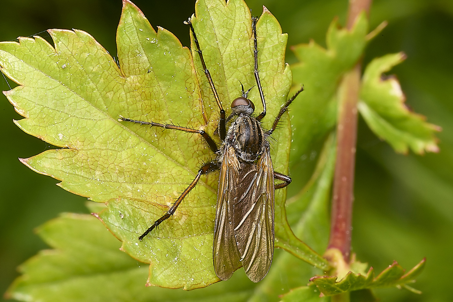 ThorpeMarriotOverpassEmphosFly100524--NEF-