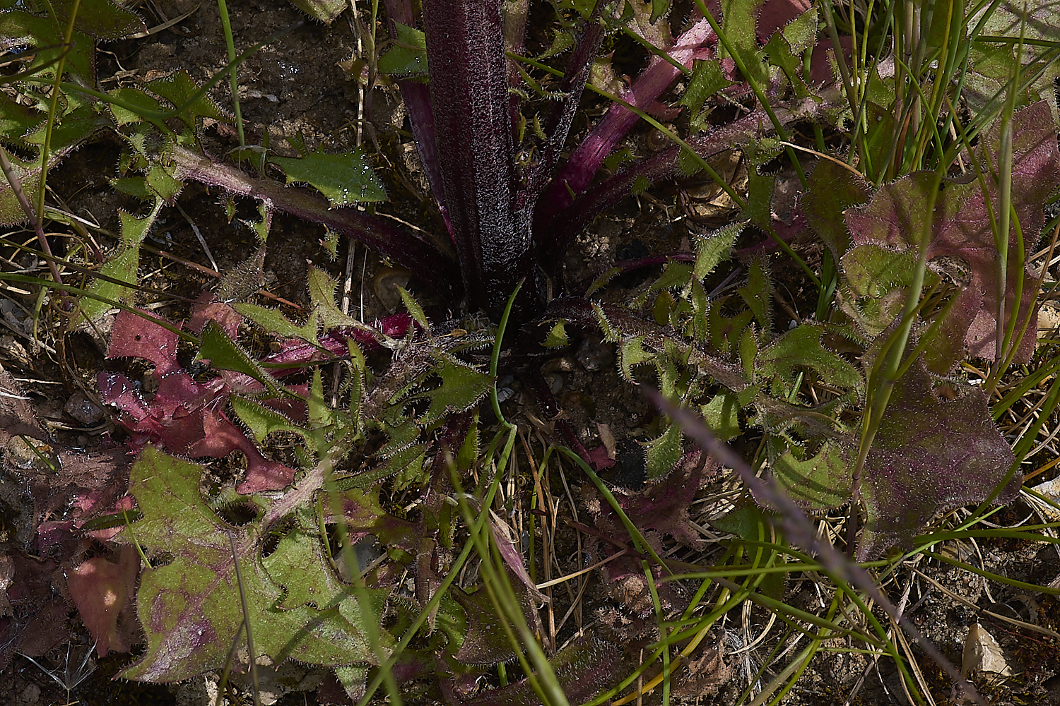 ThorpeMarriotOverpassHawksBeard100524-8